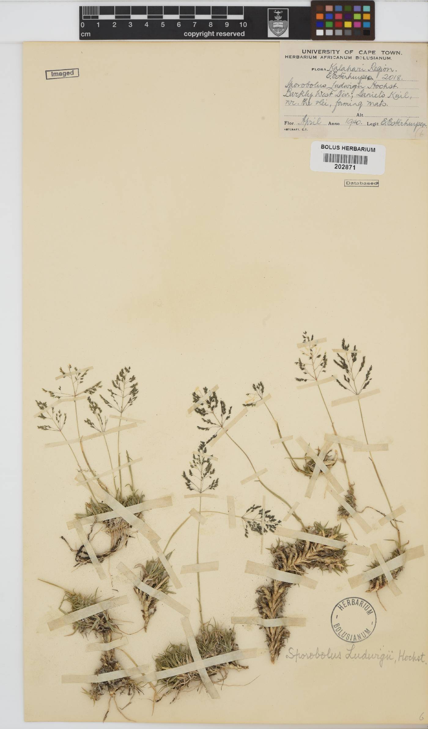 Sporobolus ludwigii image