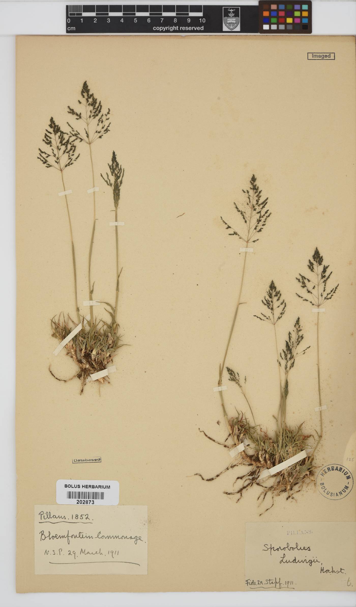 Sporobolus ludwigii image