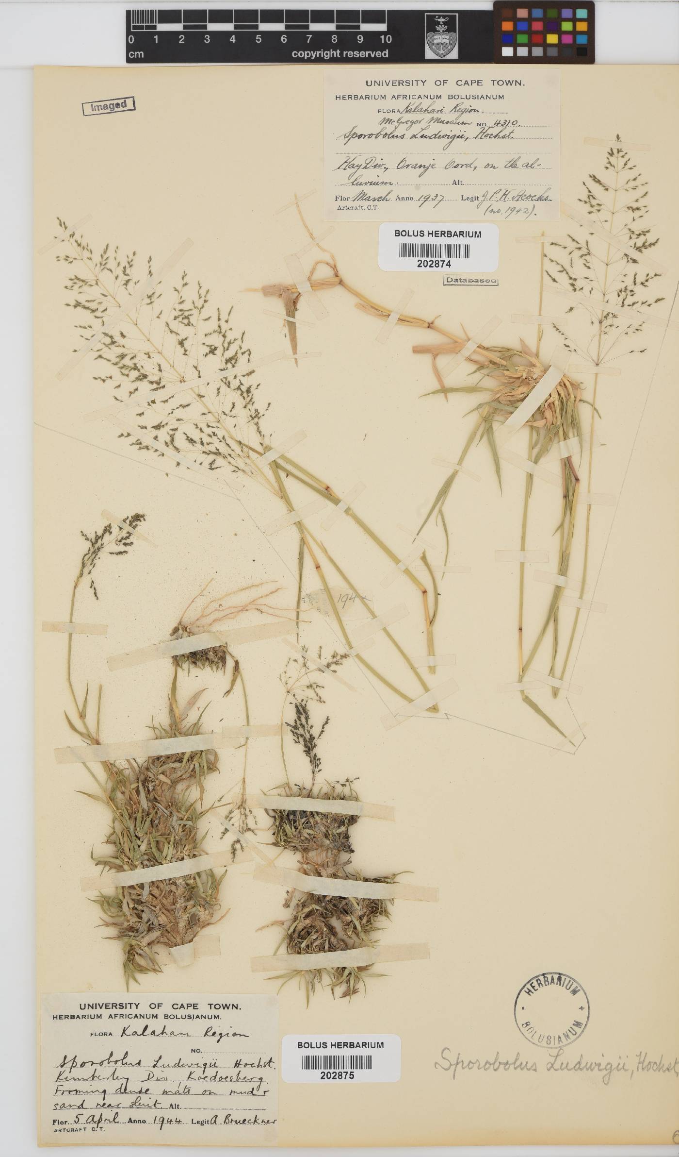 Sporobolus ludwigii image