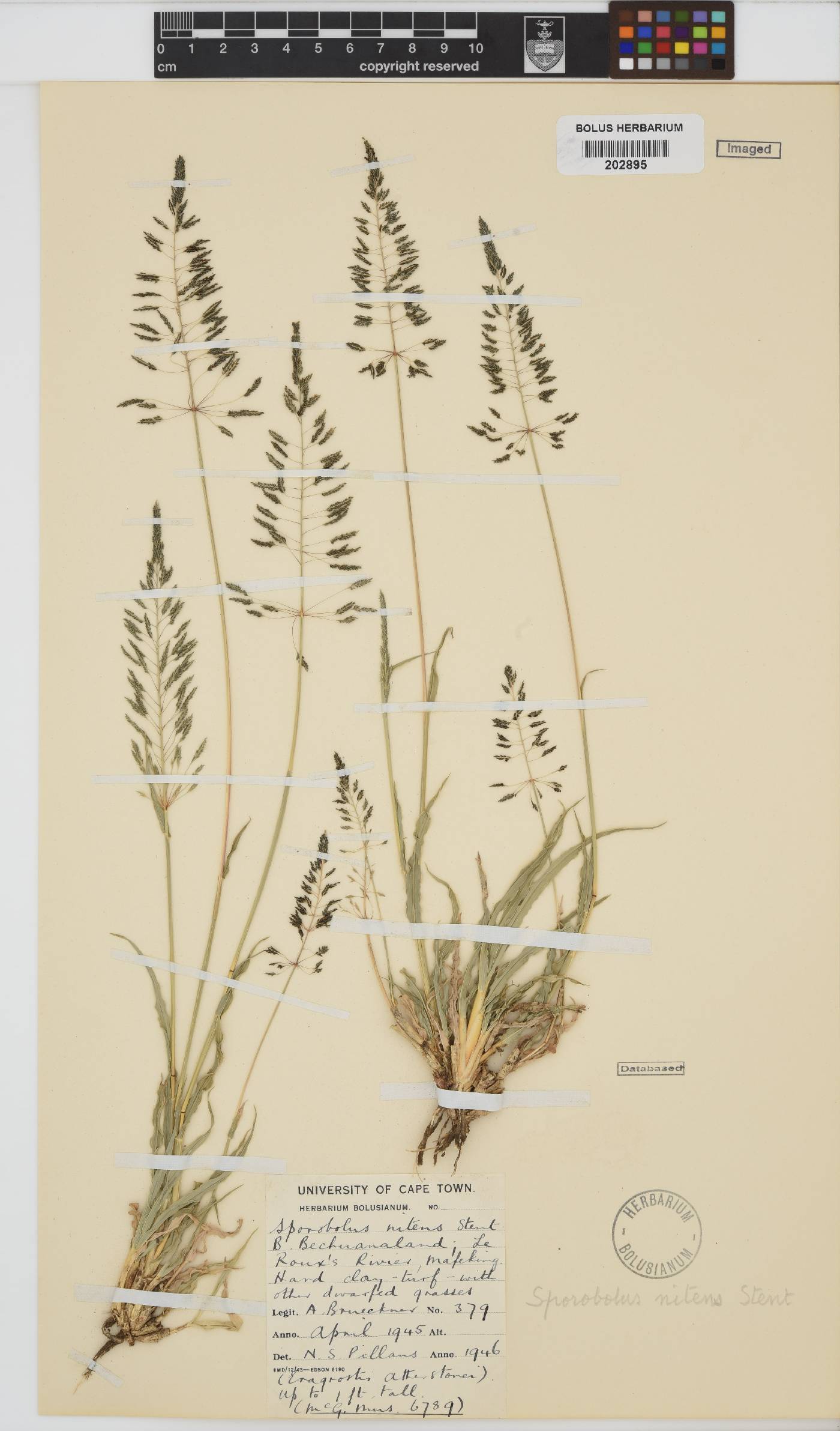 Sporobolus nitens image