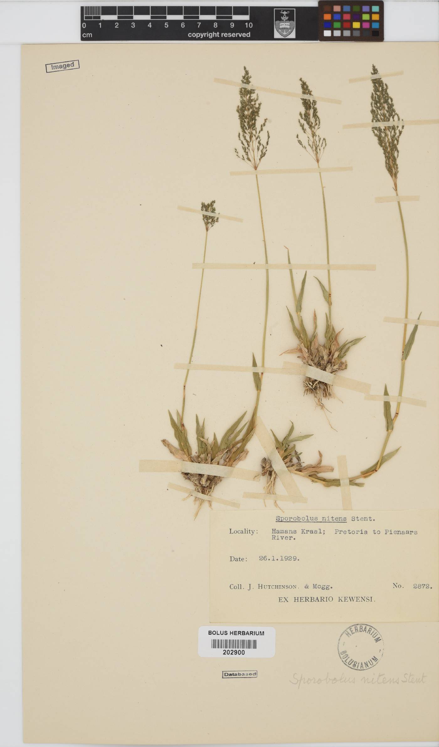 Sporobolus nitens image