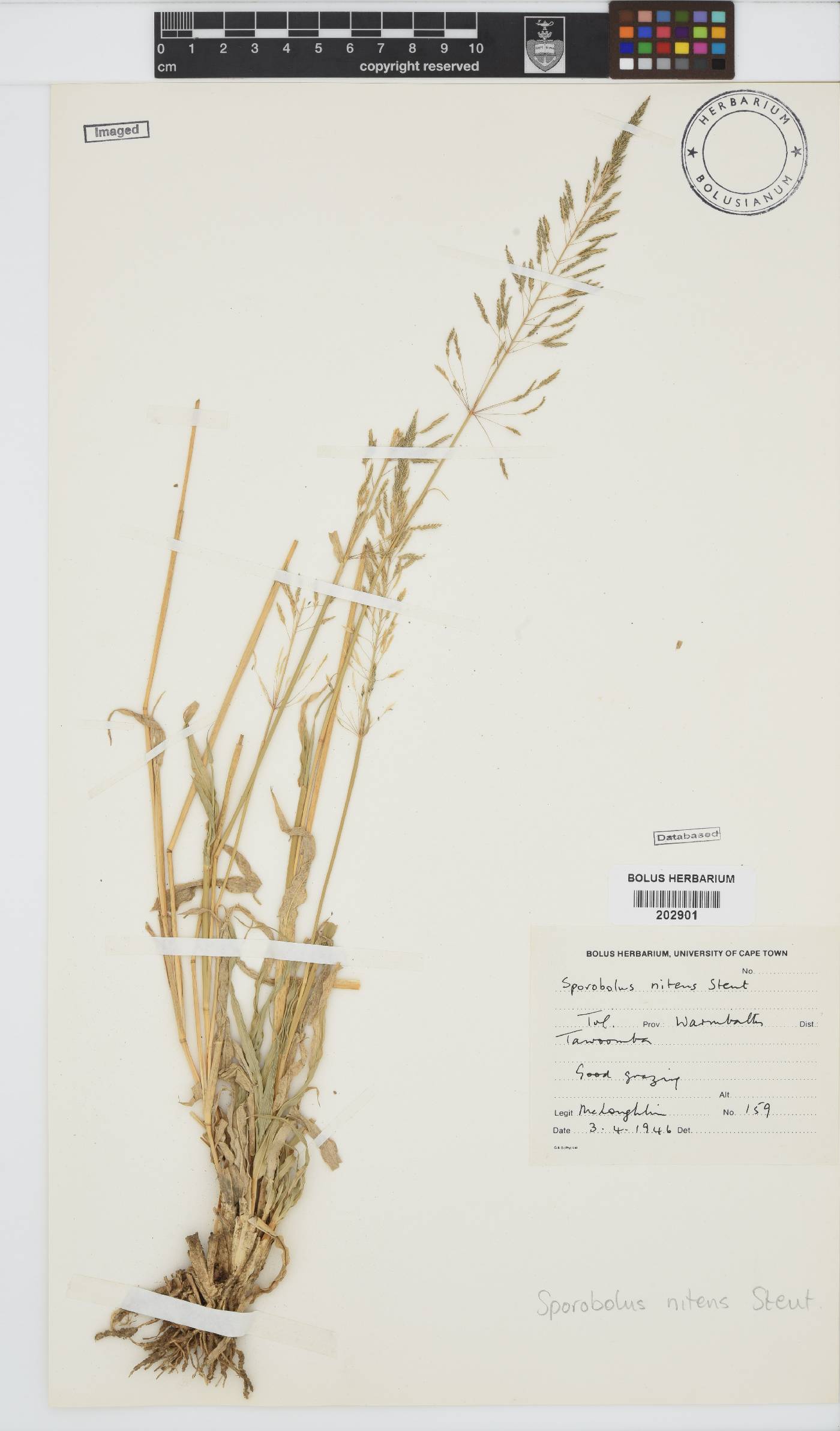 Sporobolus nitens image