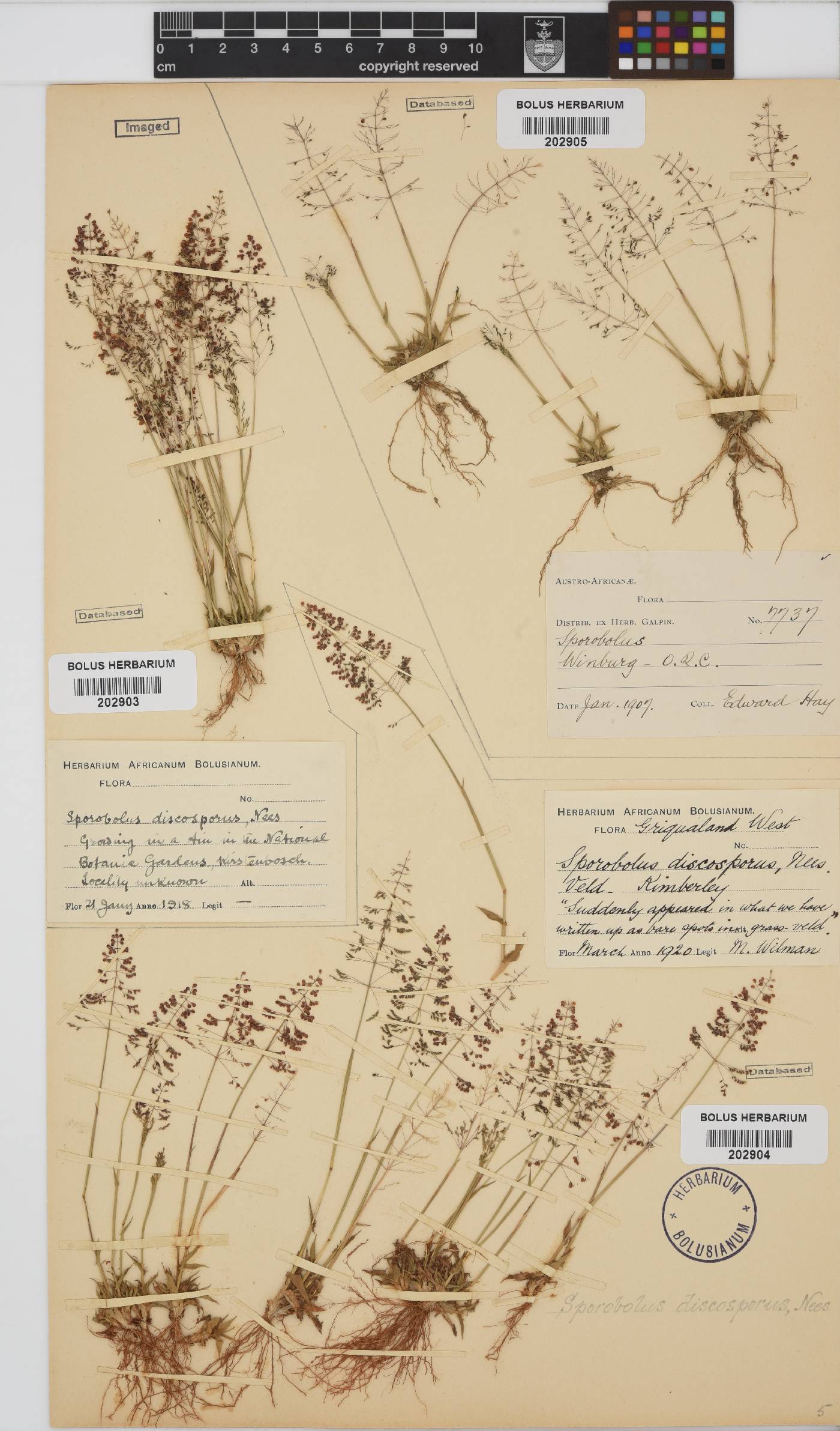 Sporobolus discosporus image