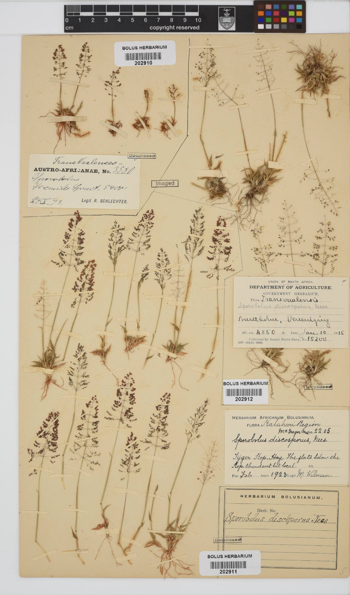 Sporobolus discosporus image