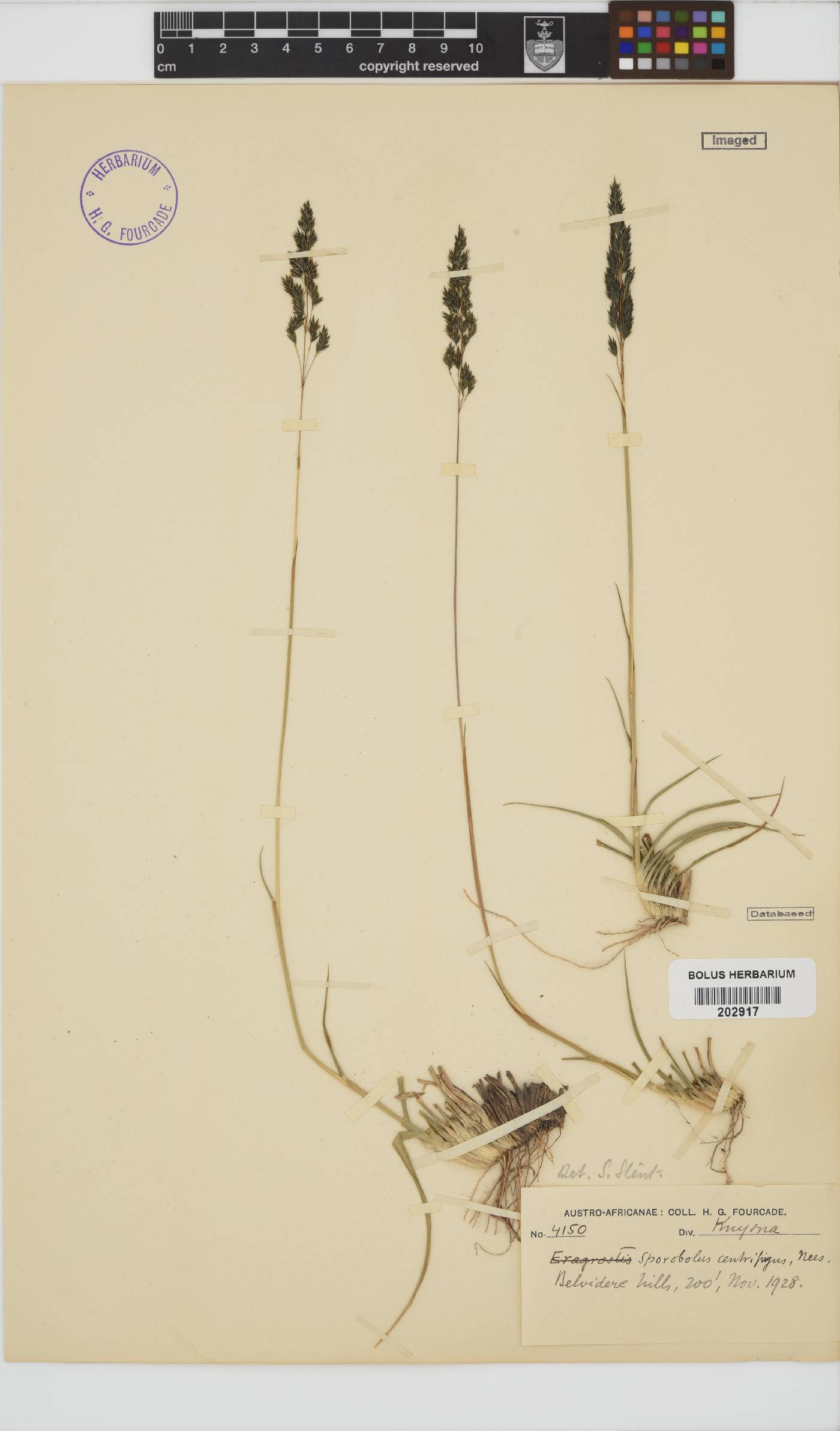 Sporobolus centrifugus image
