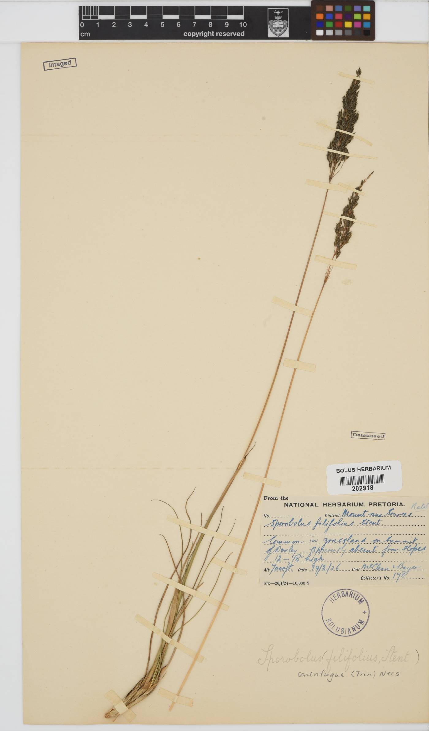 Sporobolus centrifugus image