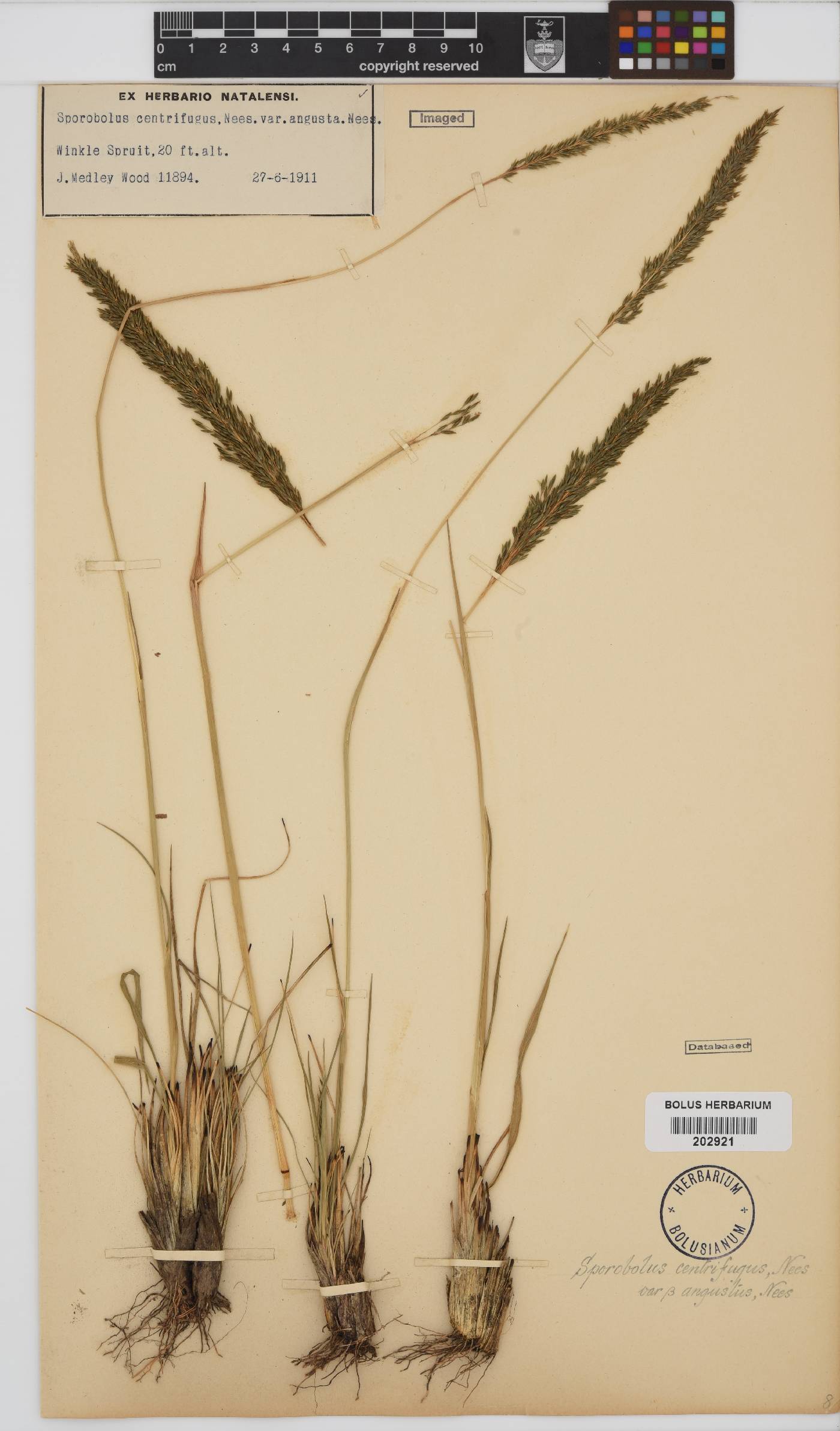 Sporobolus image