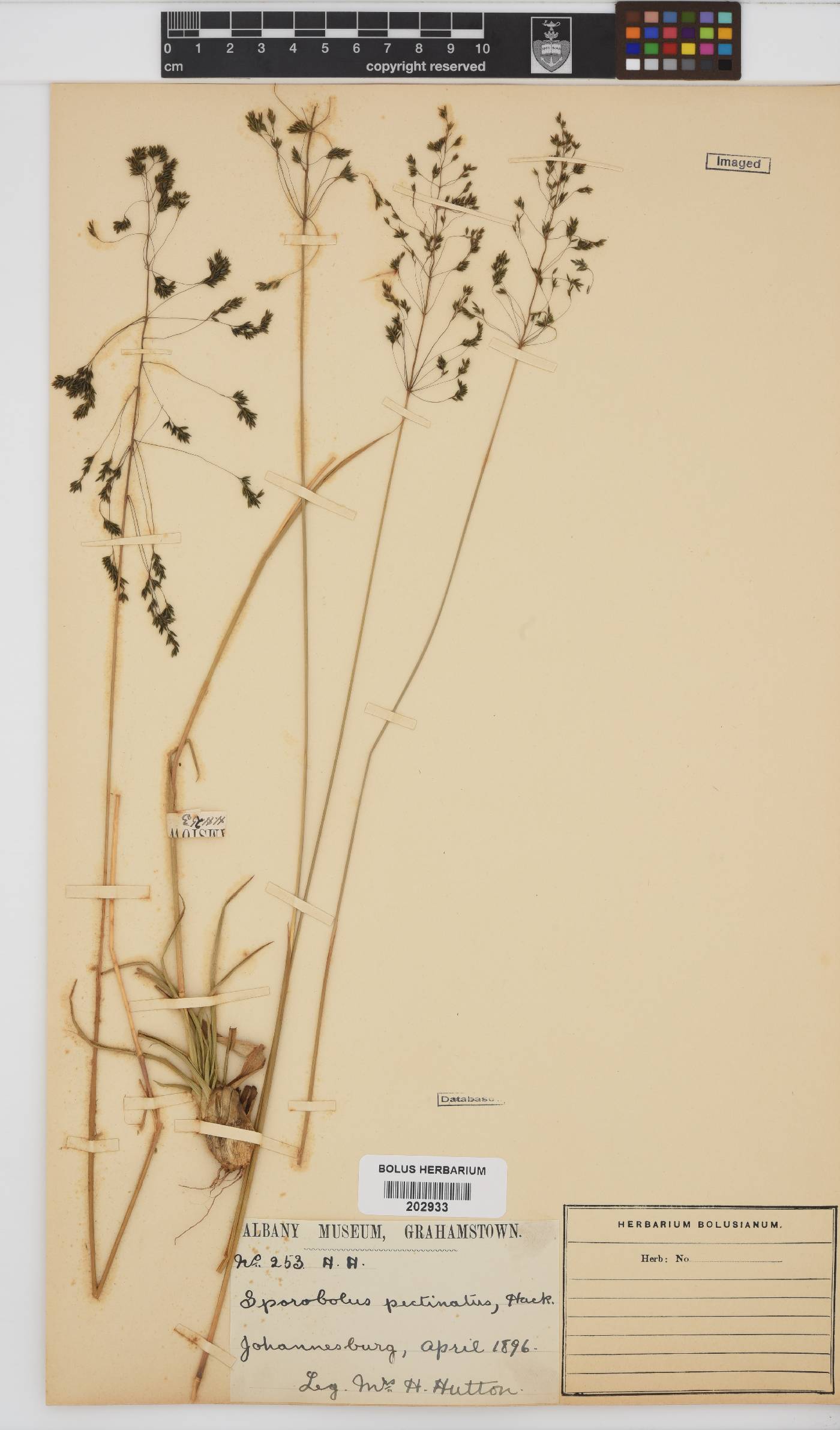 Sporobolus pectinatus image
