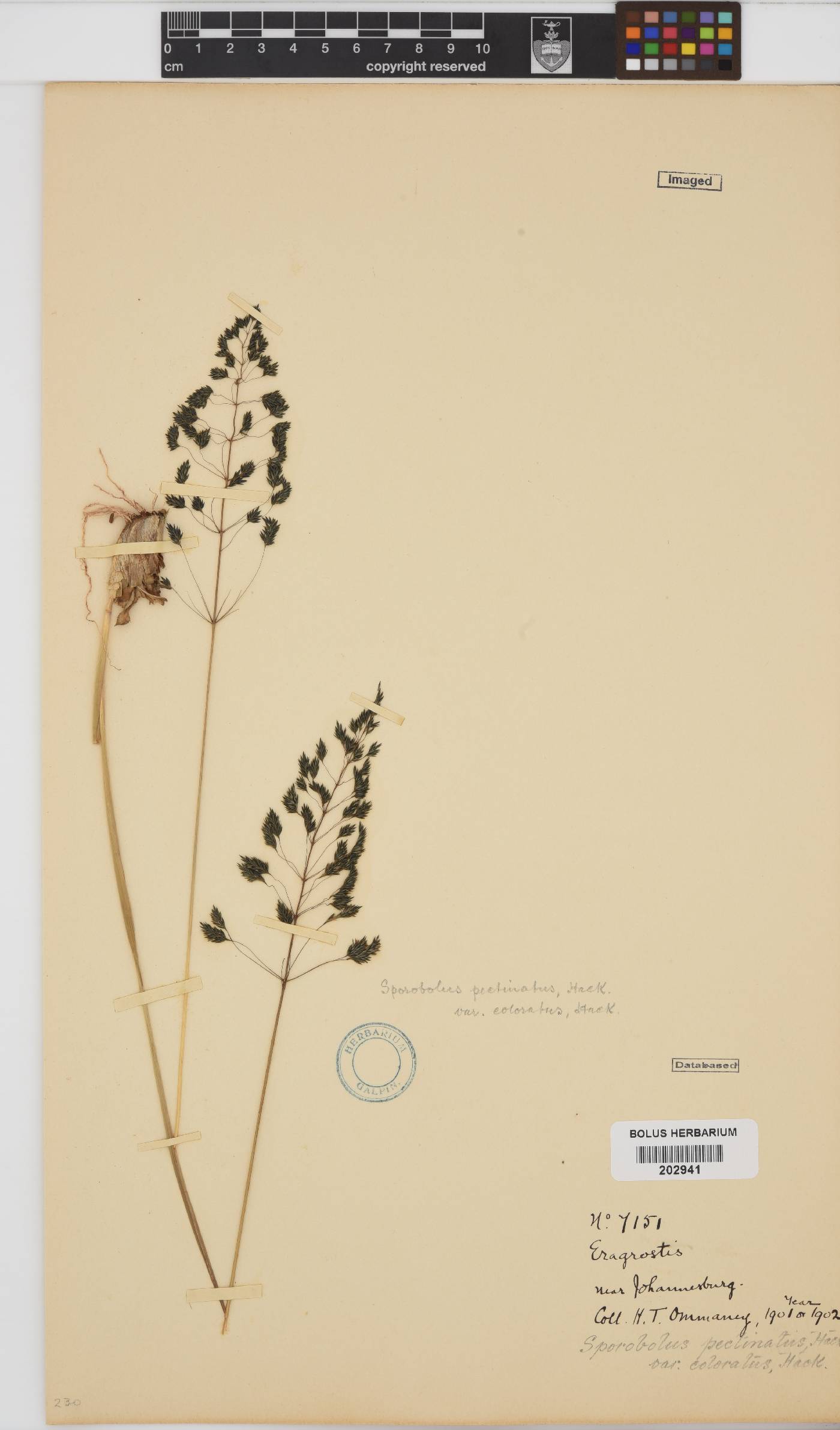 Sporobolus pectinatus image