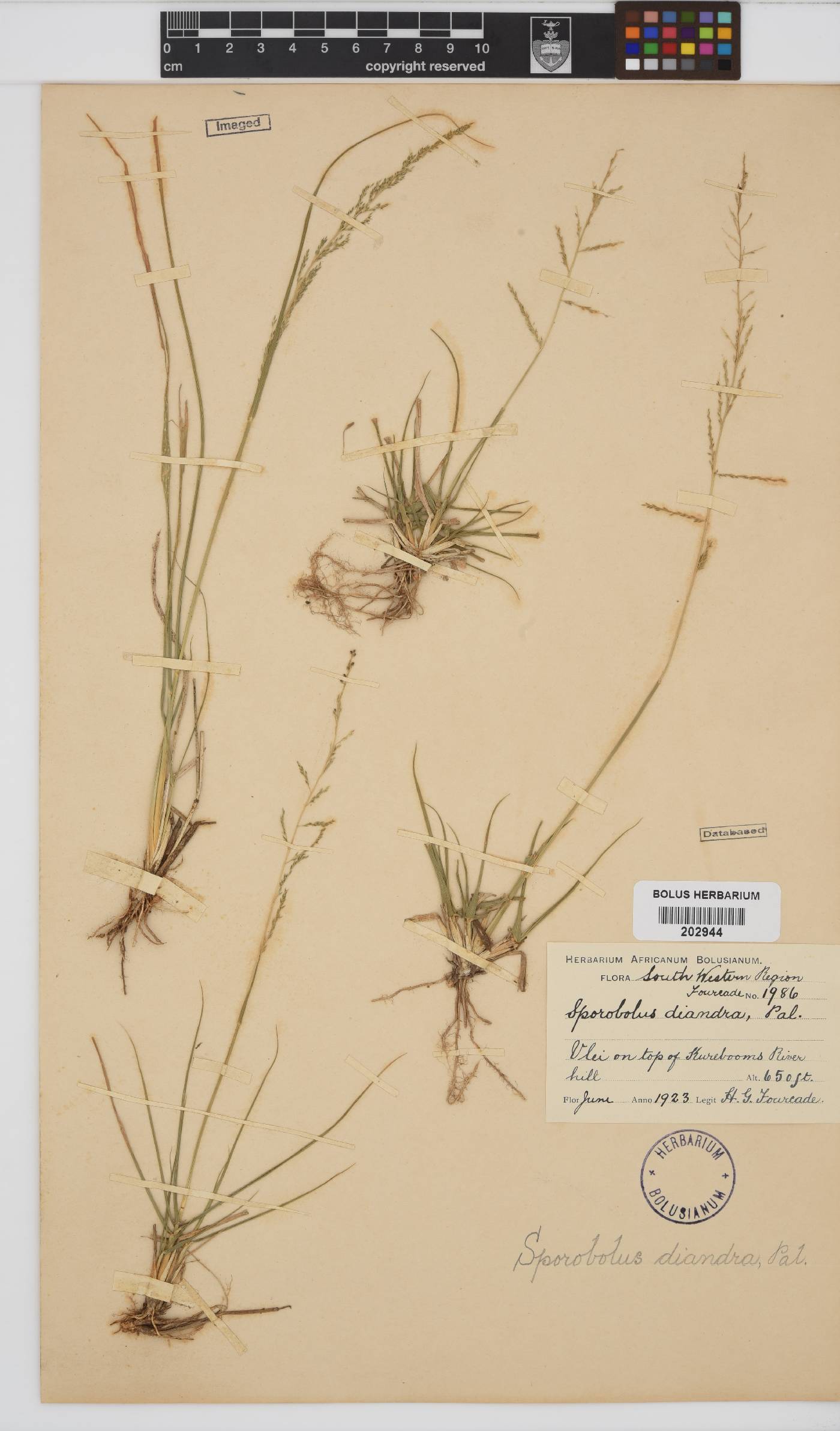 Sporobolus fourcadii image