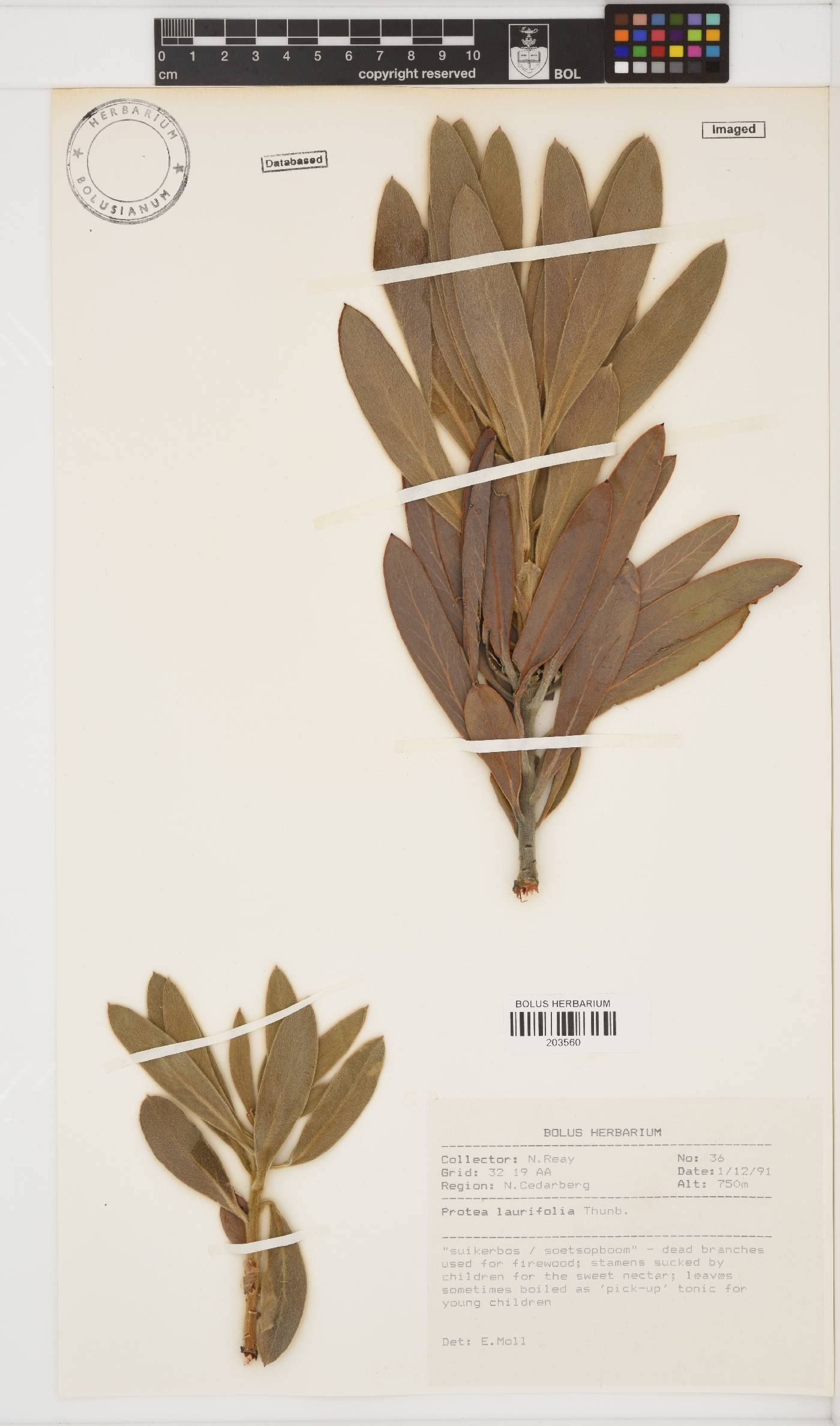 Protea laurifolia image