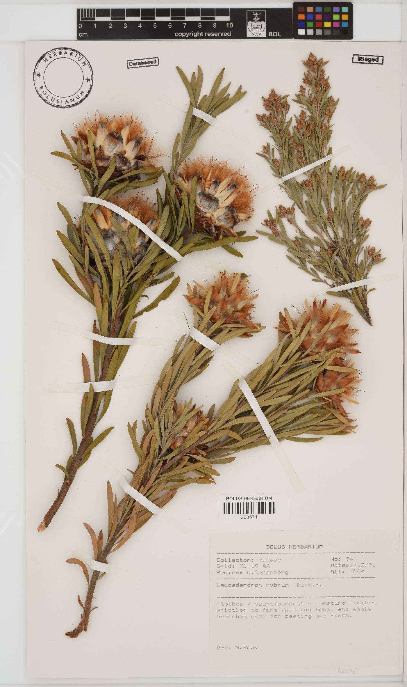 Leucadendron rubrum image