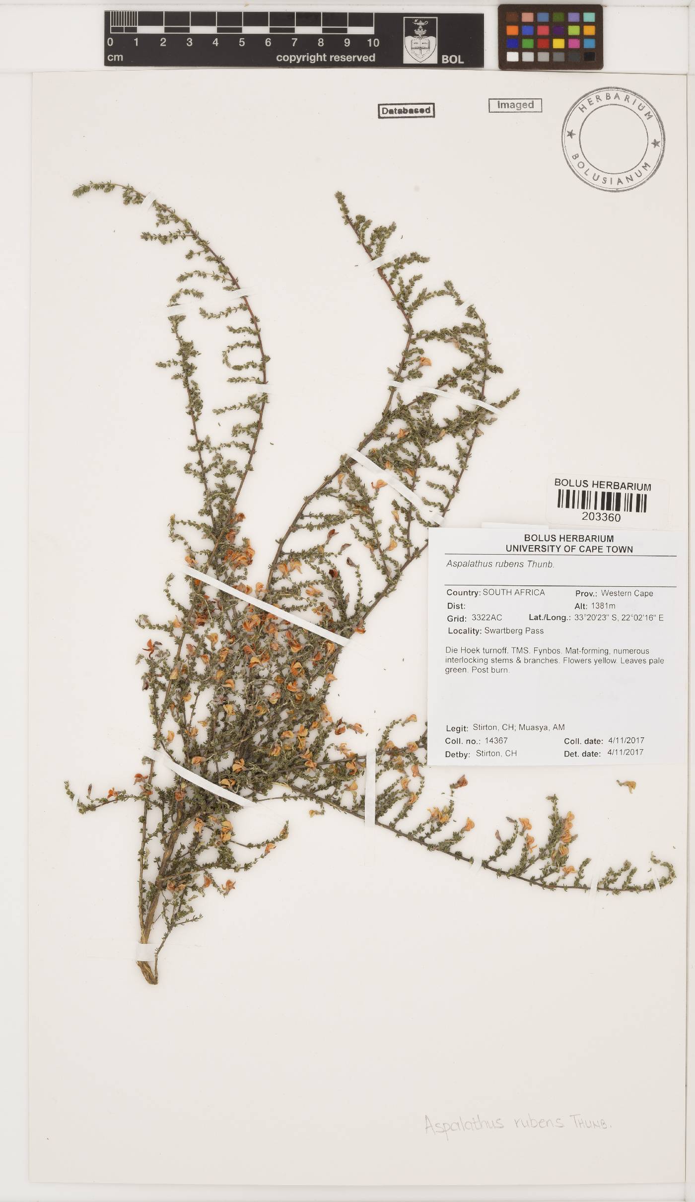 Aspalathus rubens image