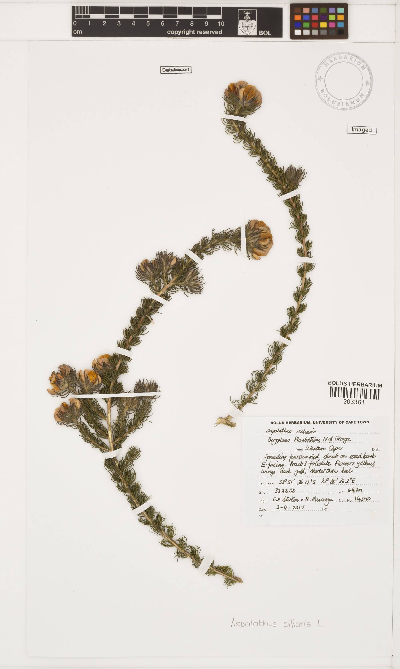 Aspalathus ciliaris image
