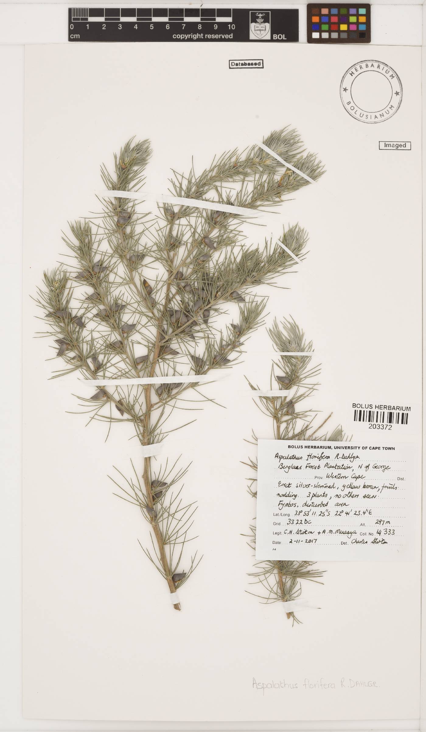 Aspalathus florifera image