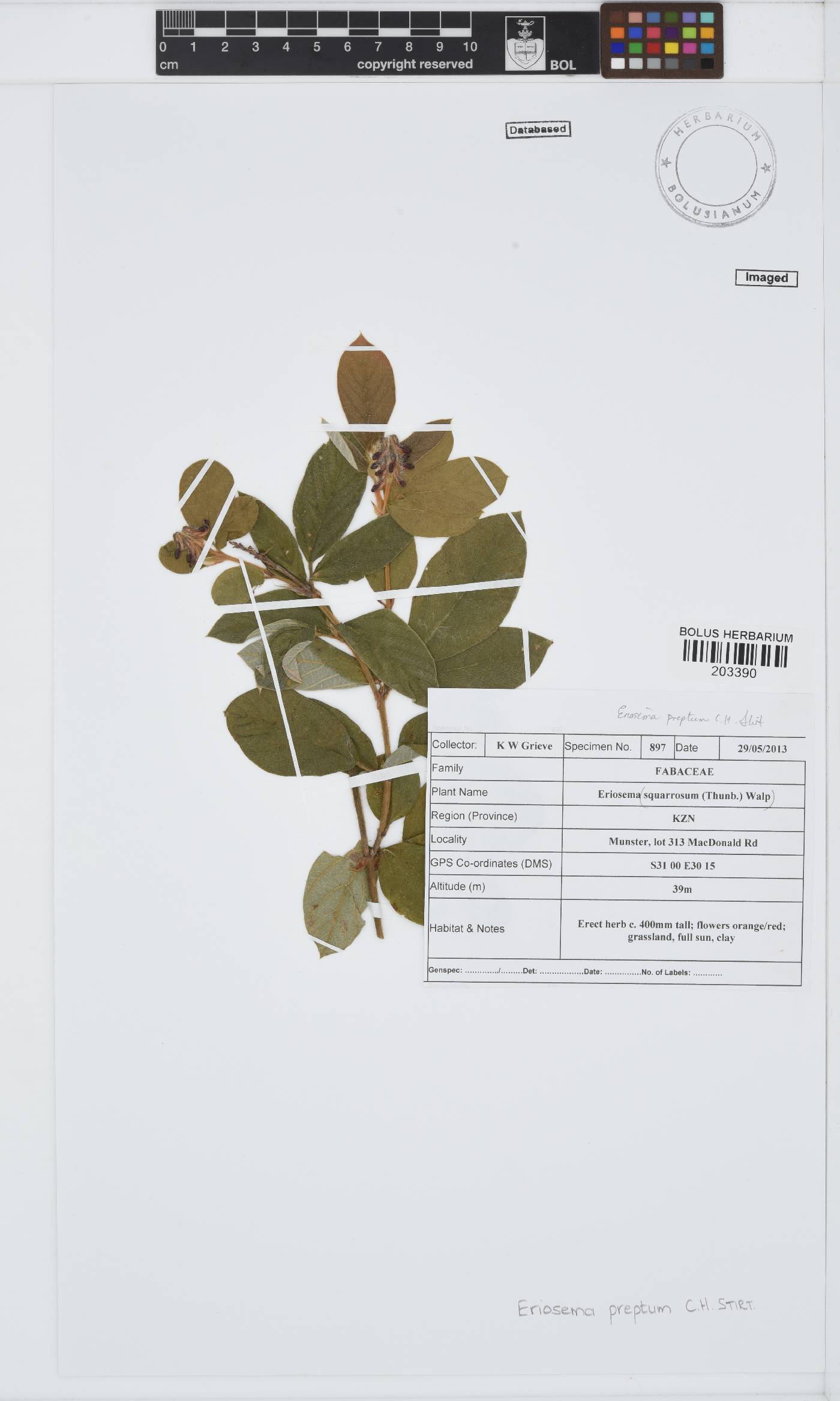 Eriosema preptum image
