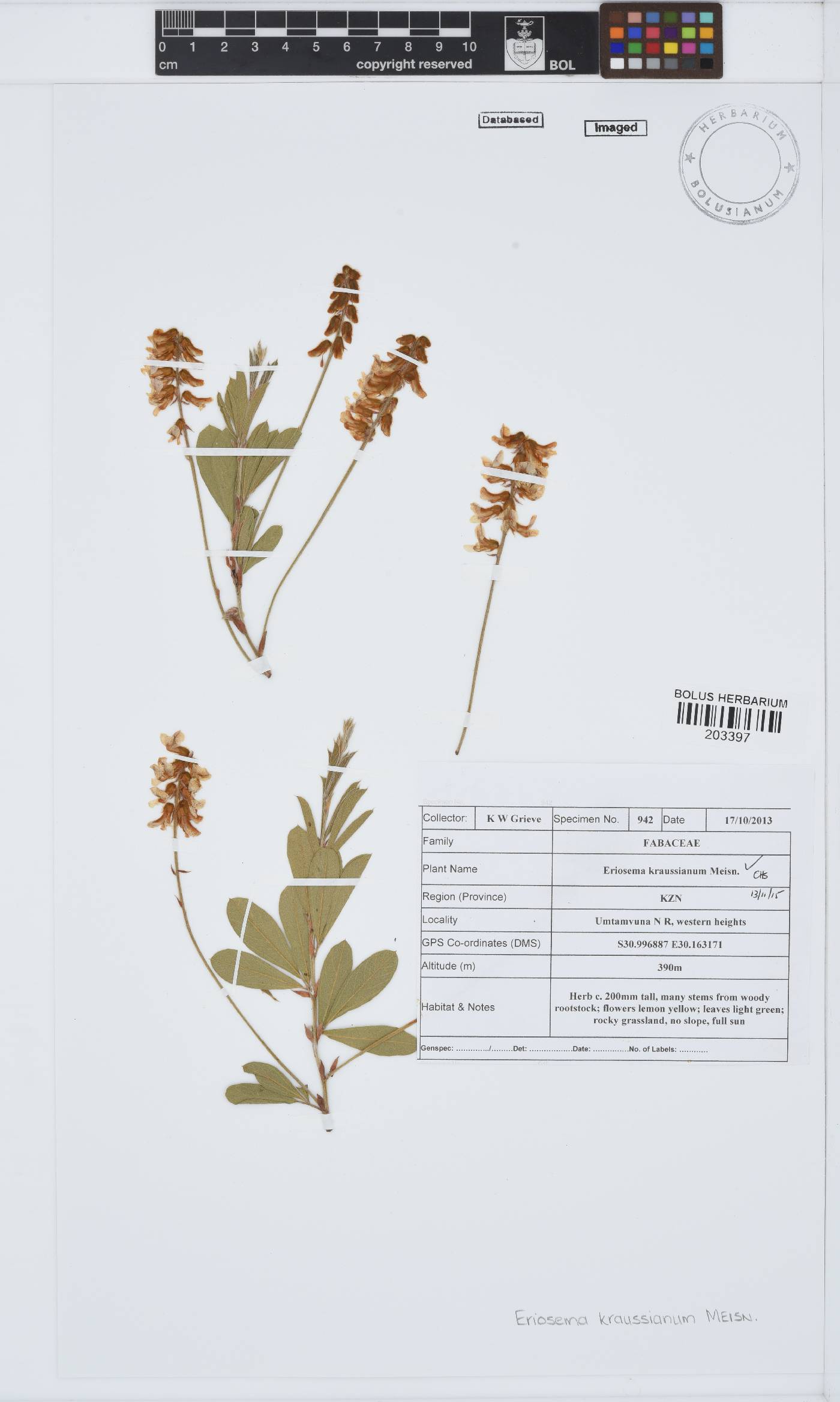 Eriosema kraussianum image