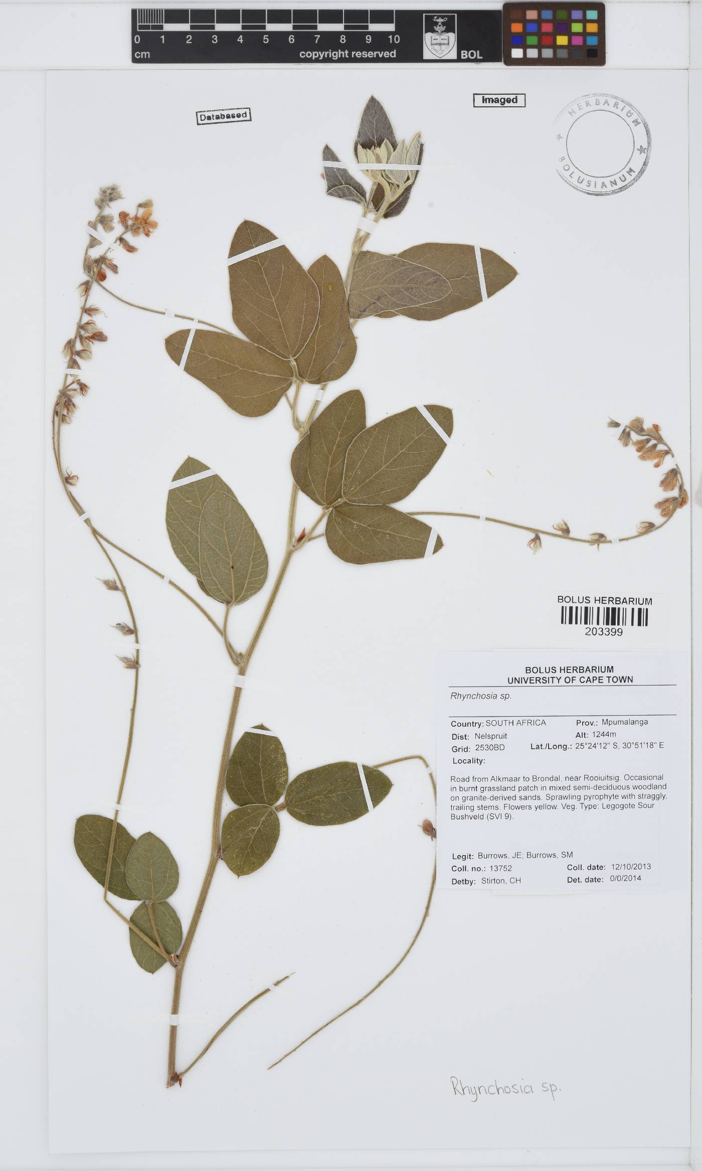 Rhynchosia image