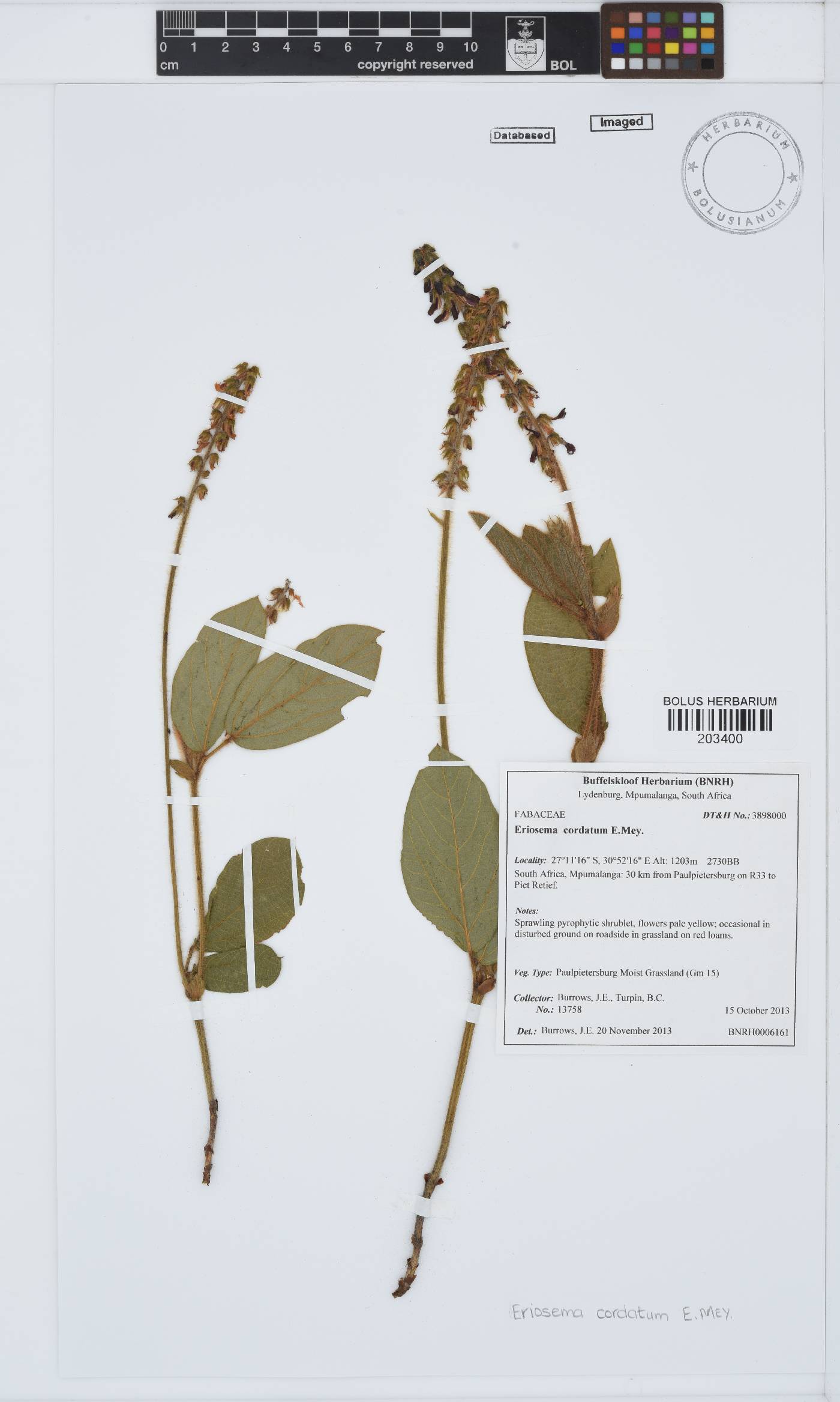 Eriosema cordatum image