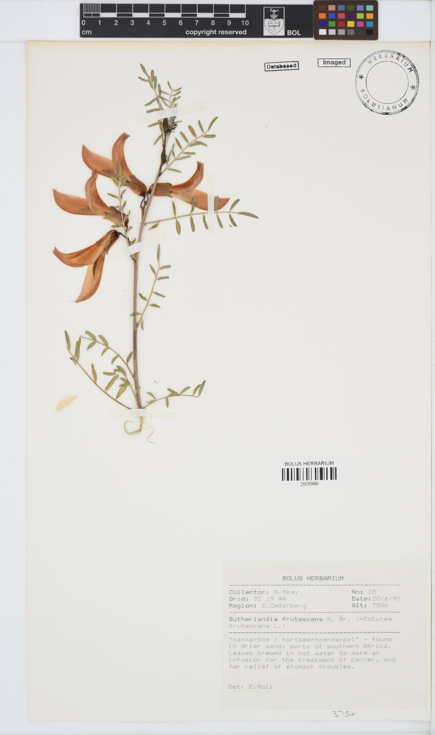 Lessertia frutescens subsp. frutescens image