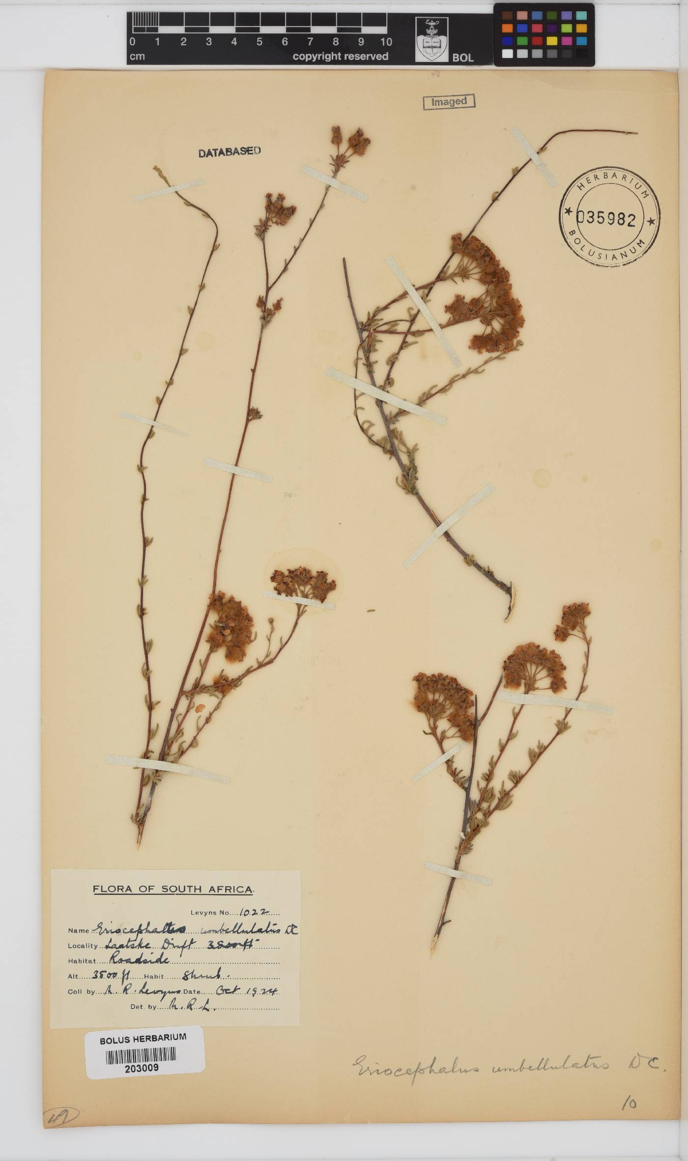 Eriocephalus africanus var. paniculatus image