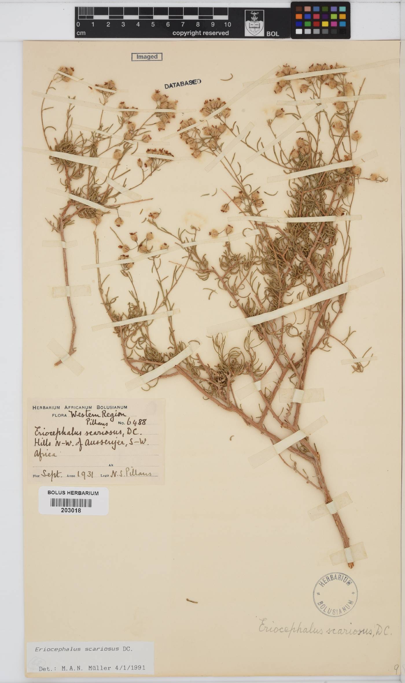 Eriocephalus scariosus image
