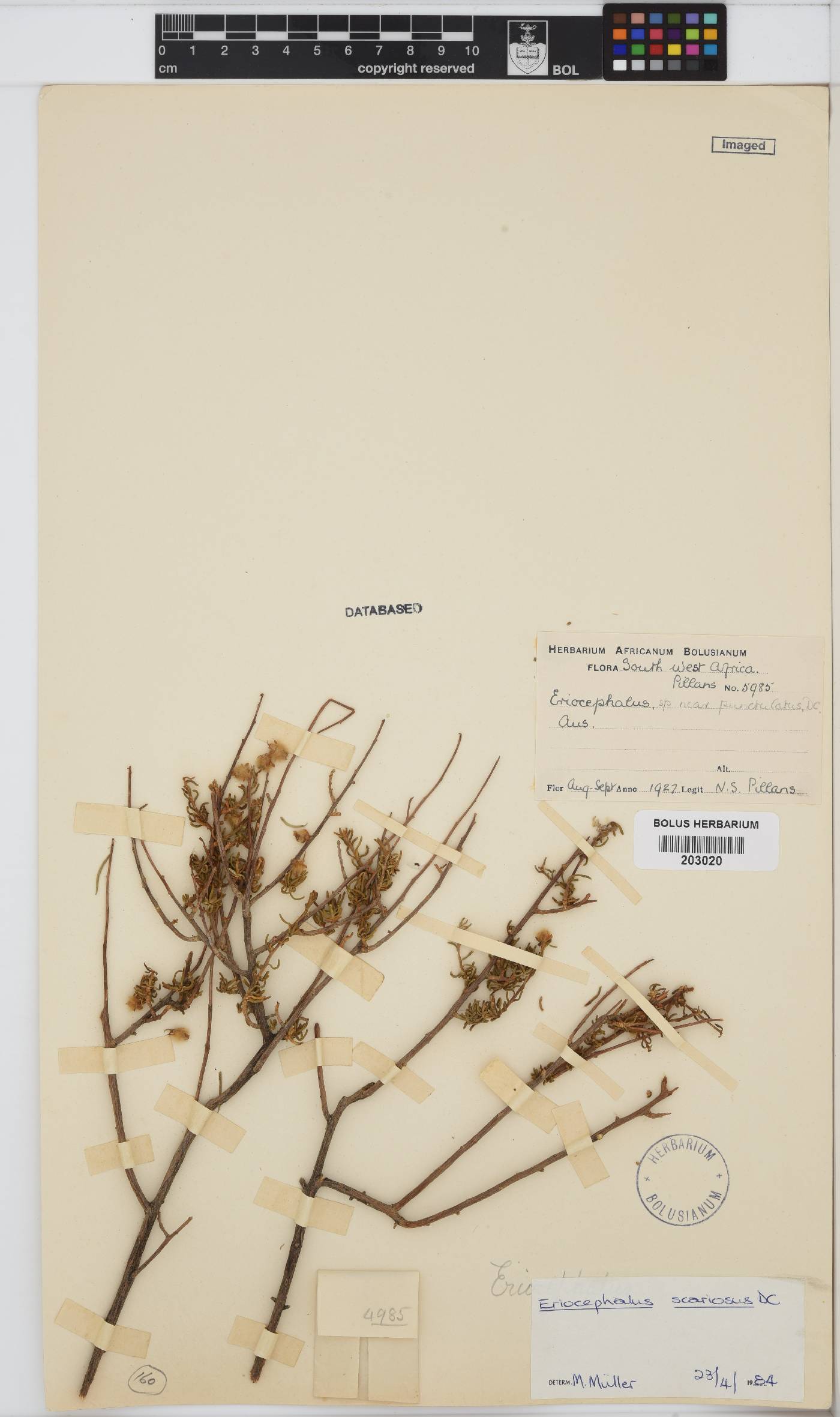 Eriocephalus scariosus image