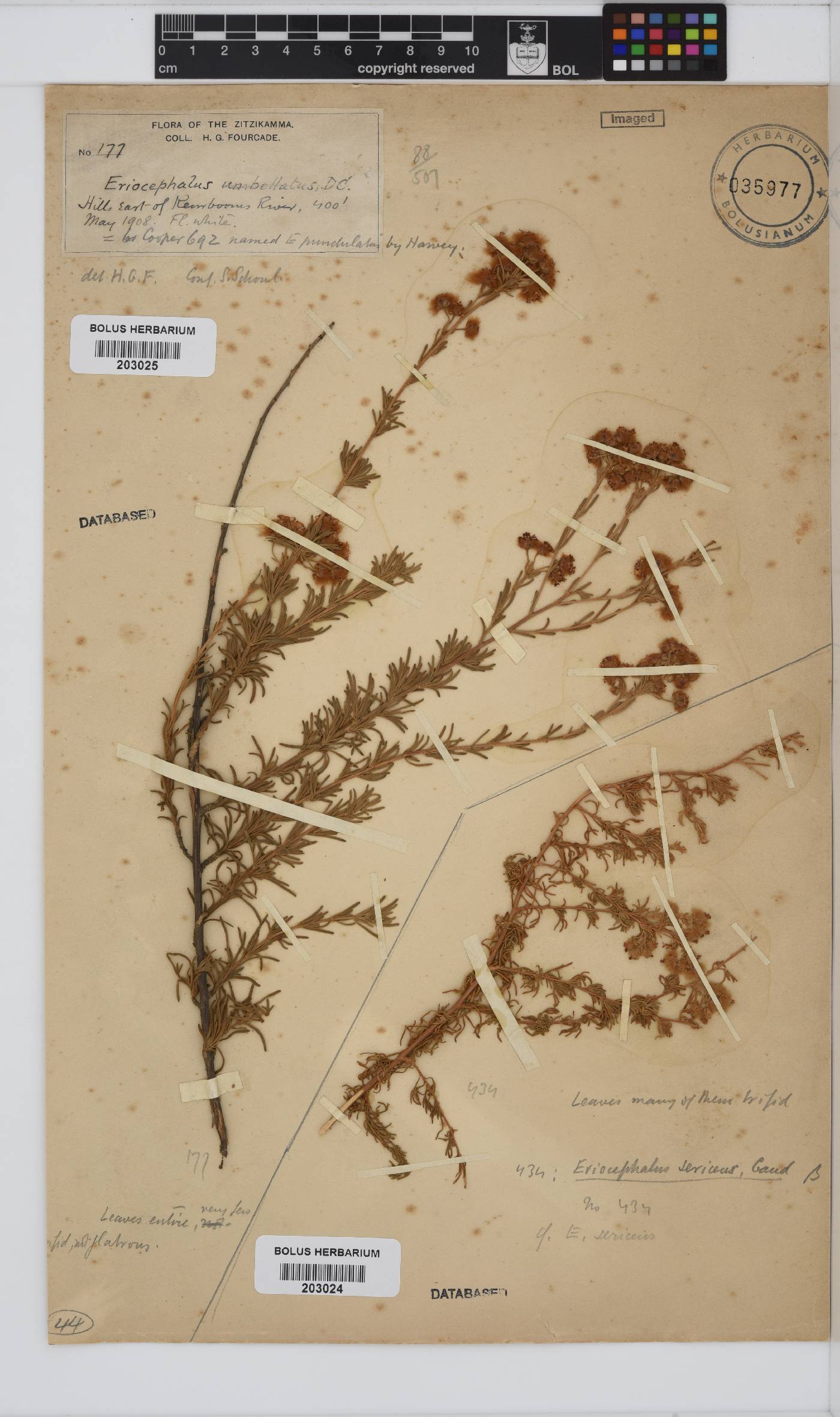 Eriocephalus africanus var. paniculatus image
