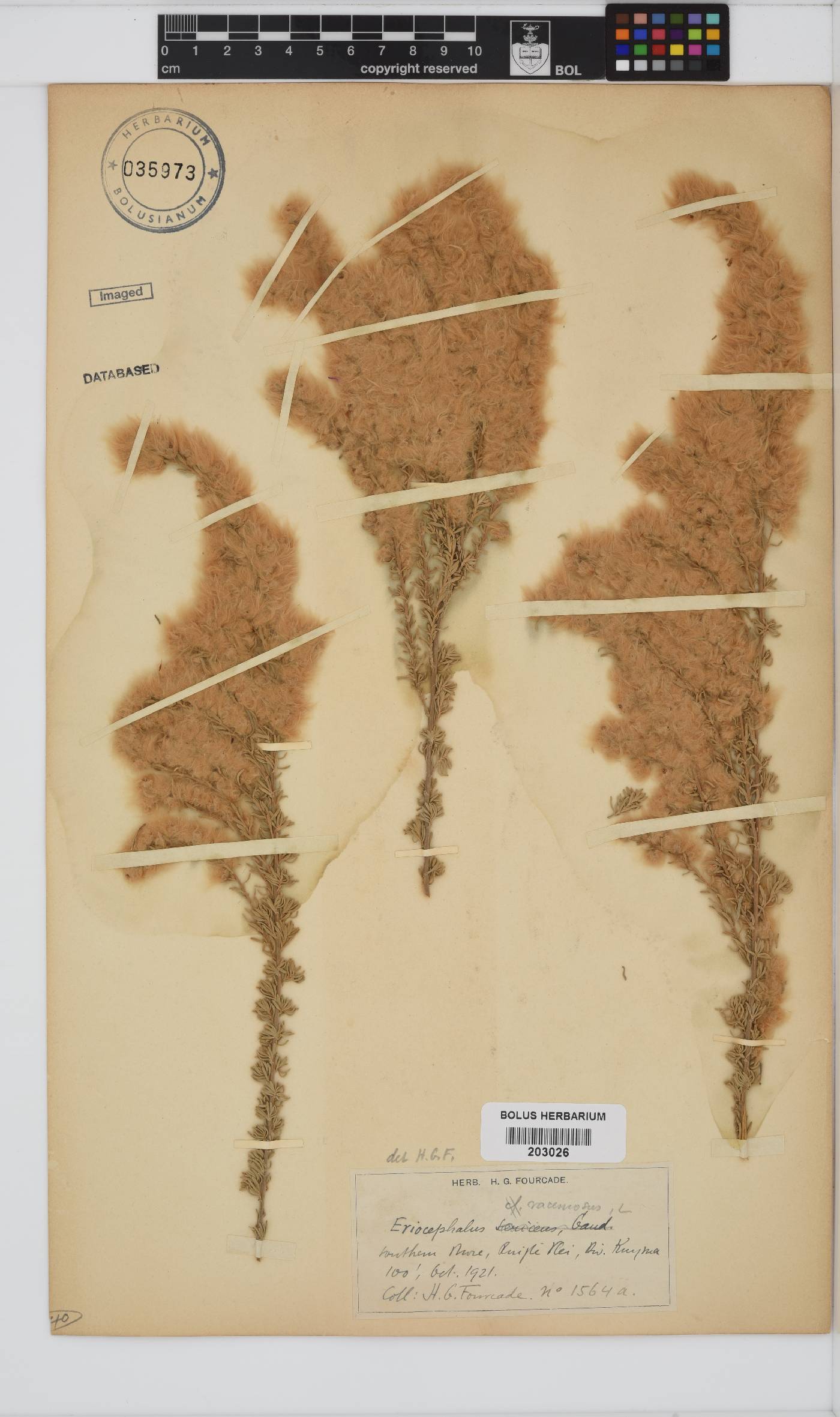 Eriocephalus racemosus image