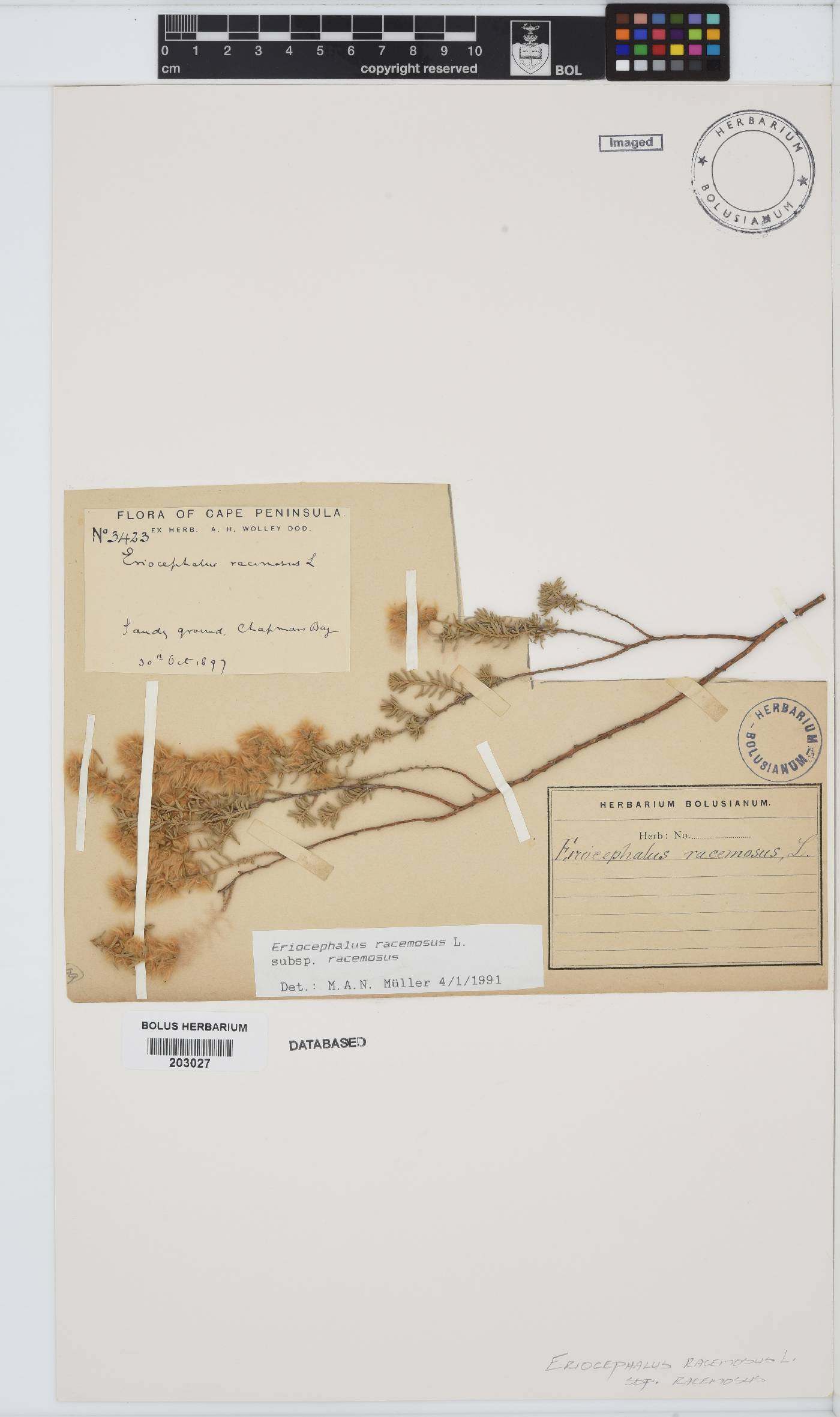 Eriocephalus racemosus var. racemosus image
