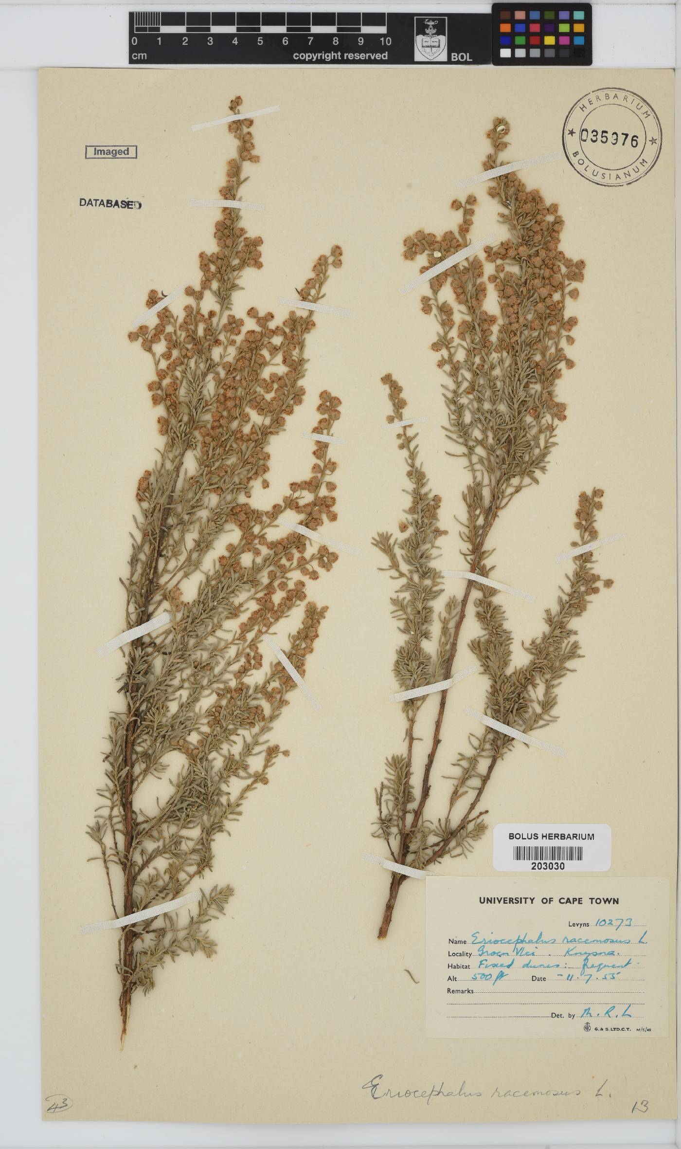 Eriocephalus racemosus image