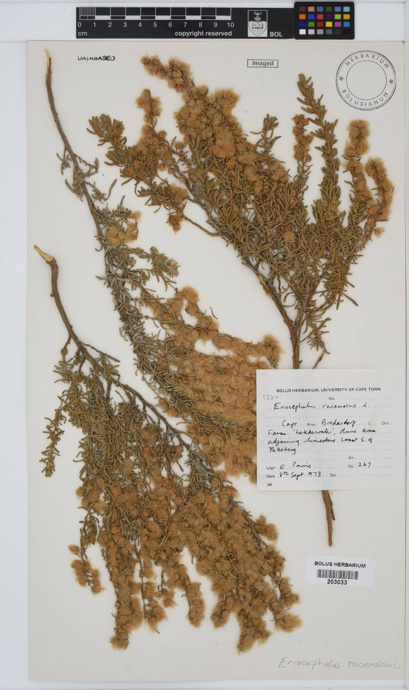 Eriocephalus racemosus image