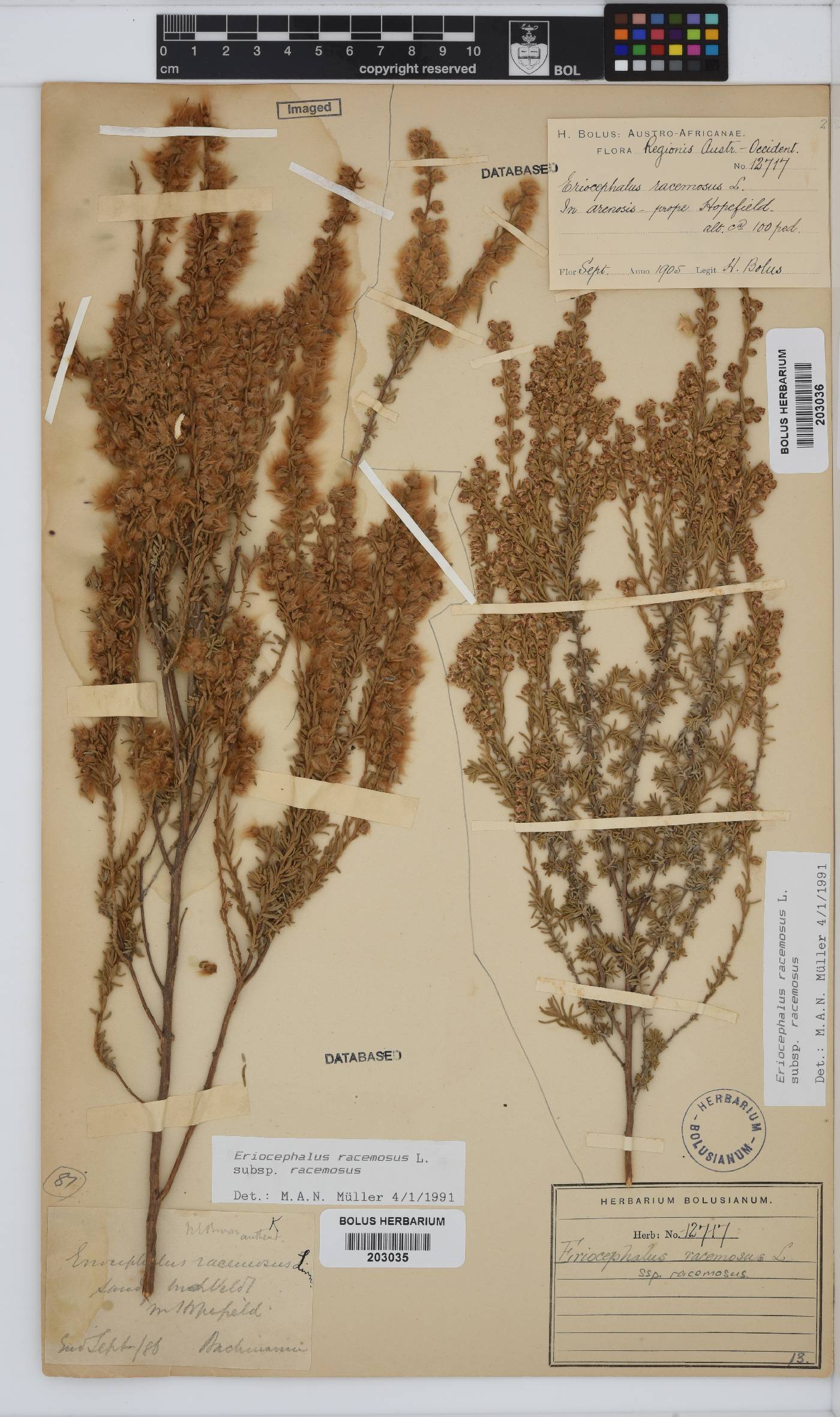 Eriocephalus racemosus image