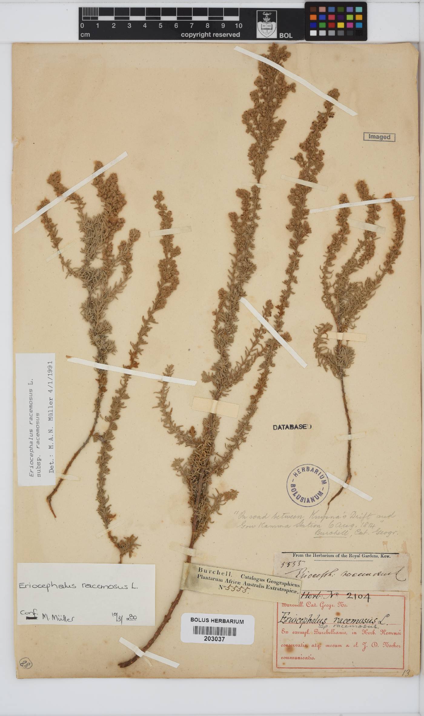 Eriocephalus racemosus var. racemosus image