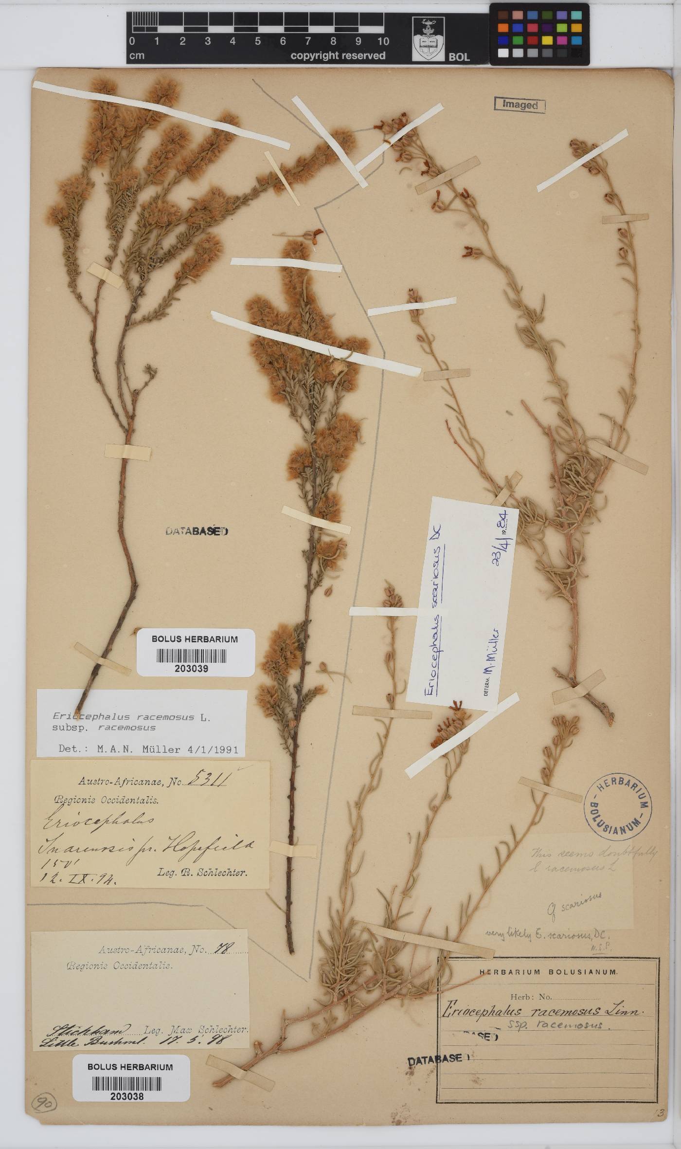 Eriocephalus racemosus var. racemosus image