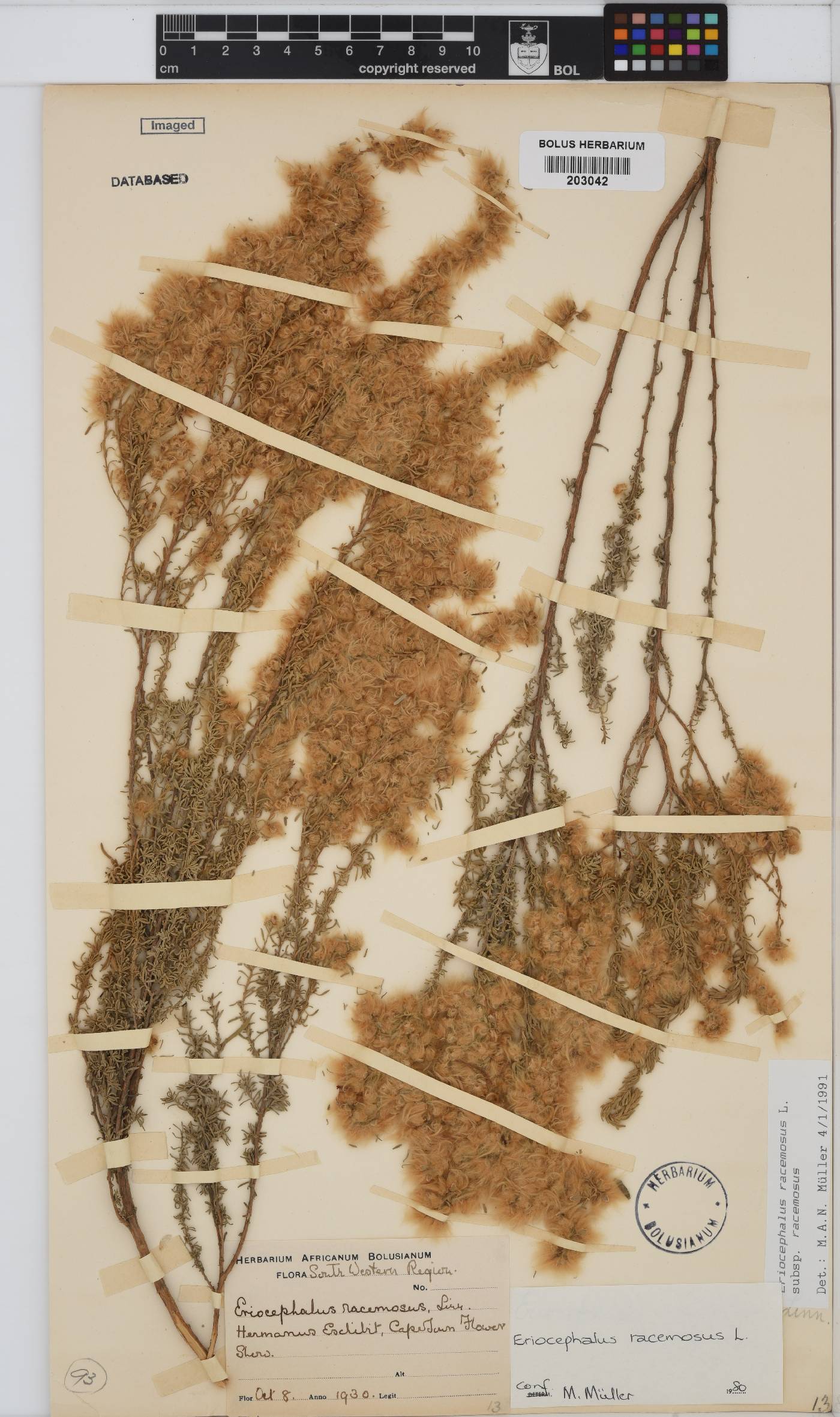 Eriocephalus racemosus var. racemosus image