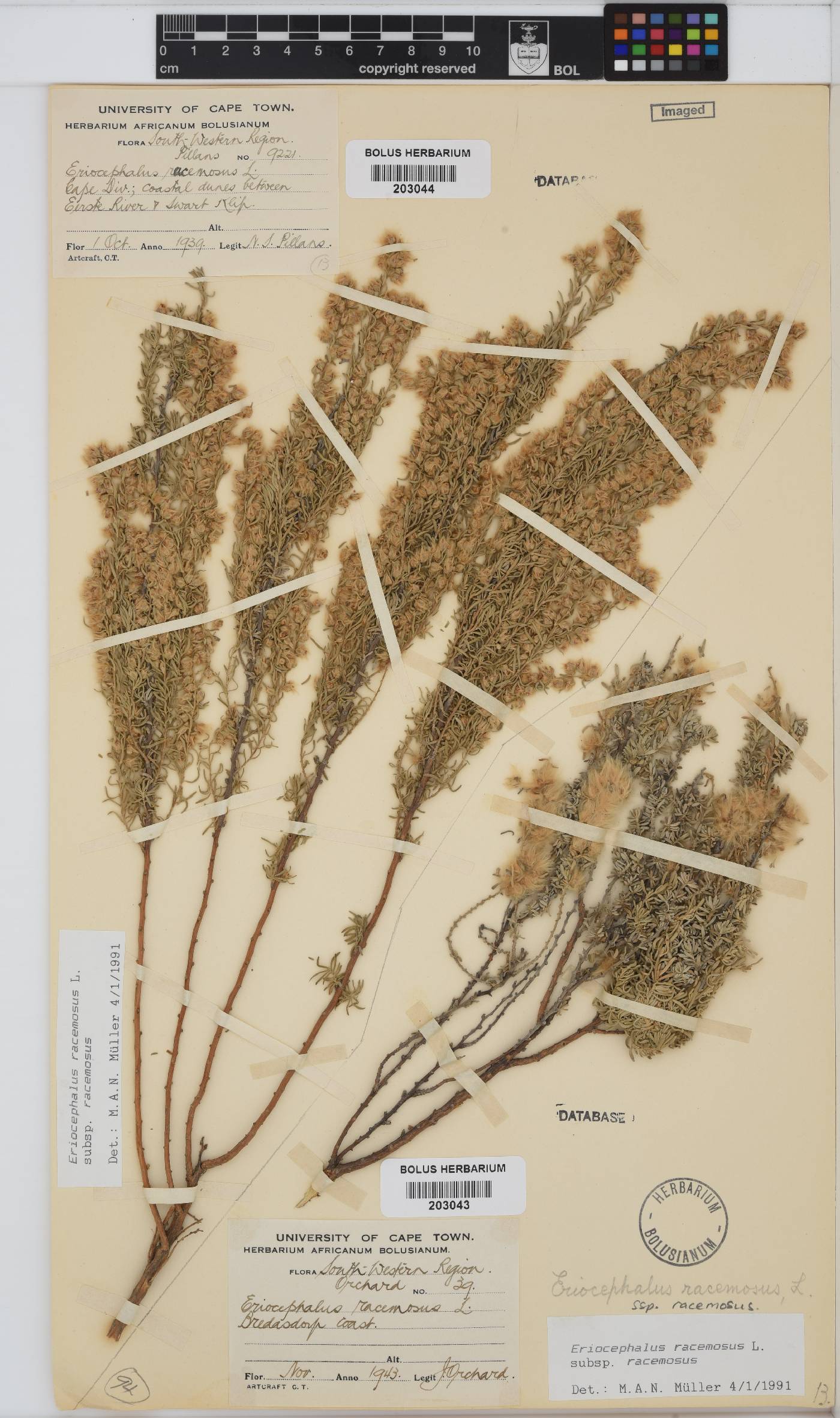 Eriocephalus racemosus var. racemosus image