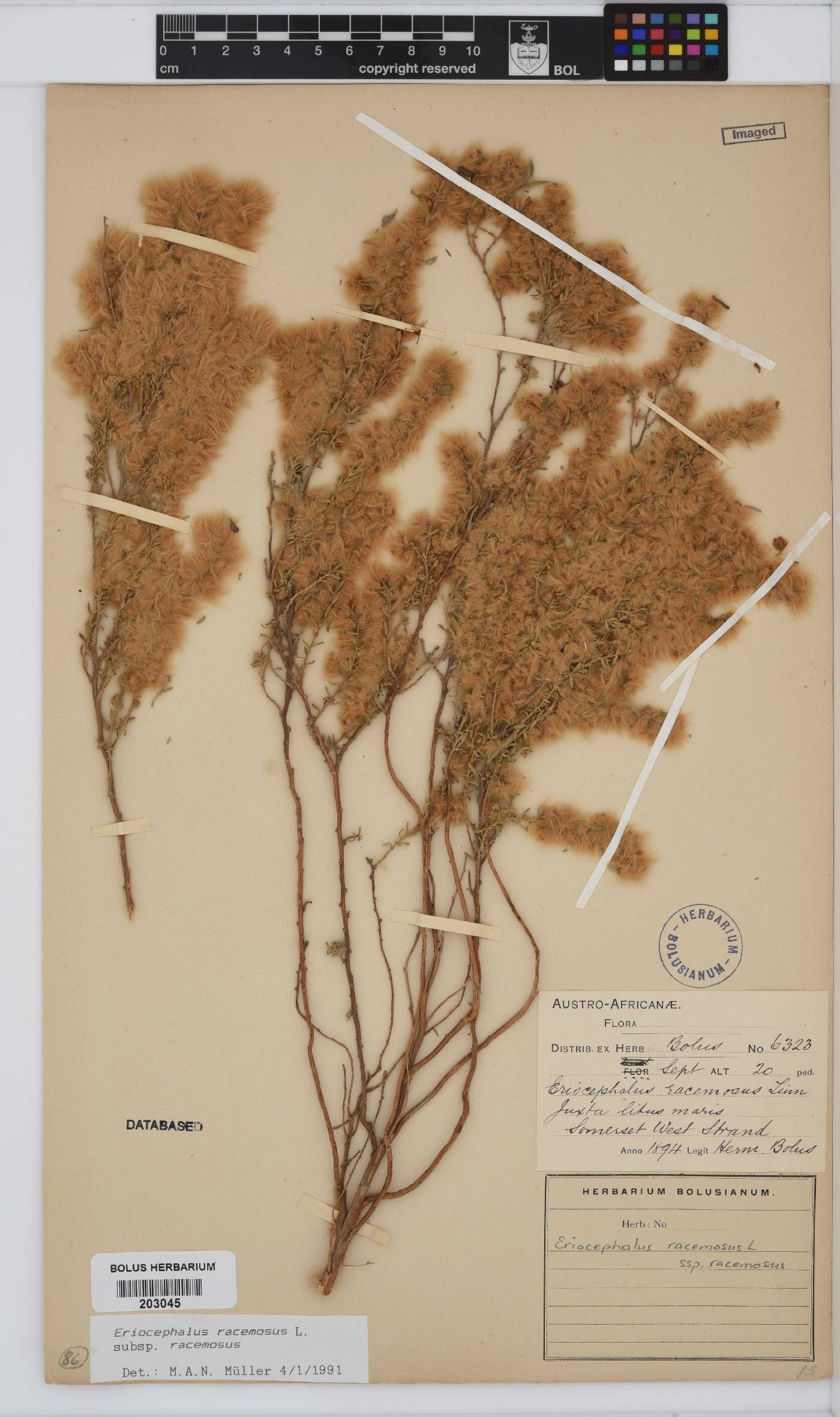 Eriocephalus racemosus var. racemosus image