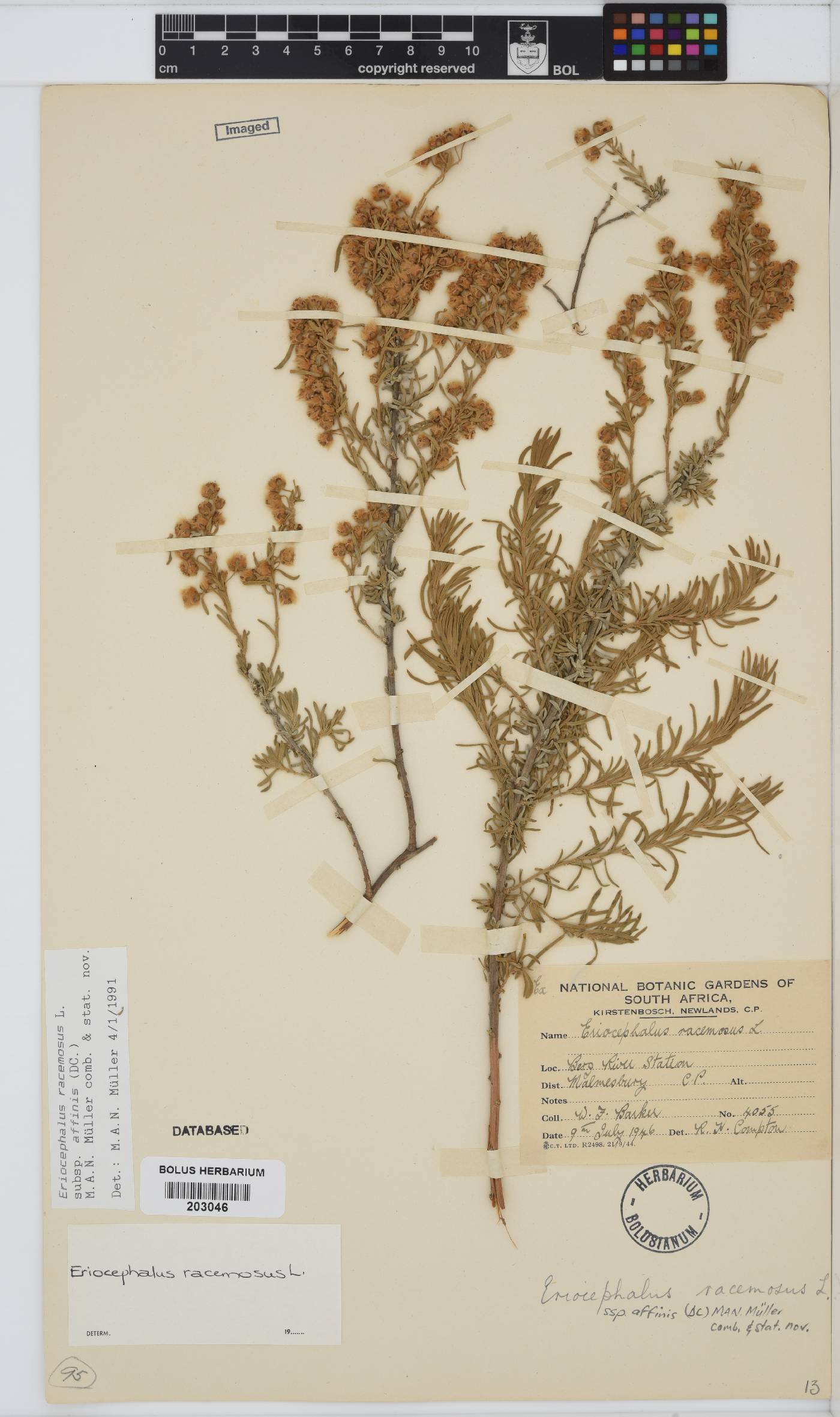 Eriocephalus racemosus image