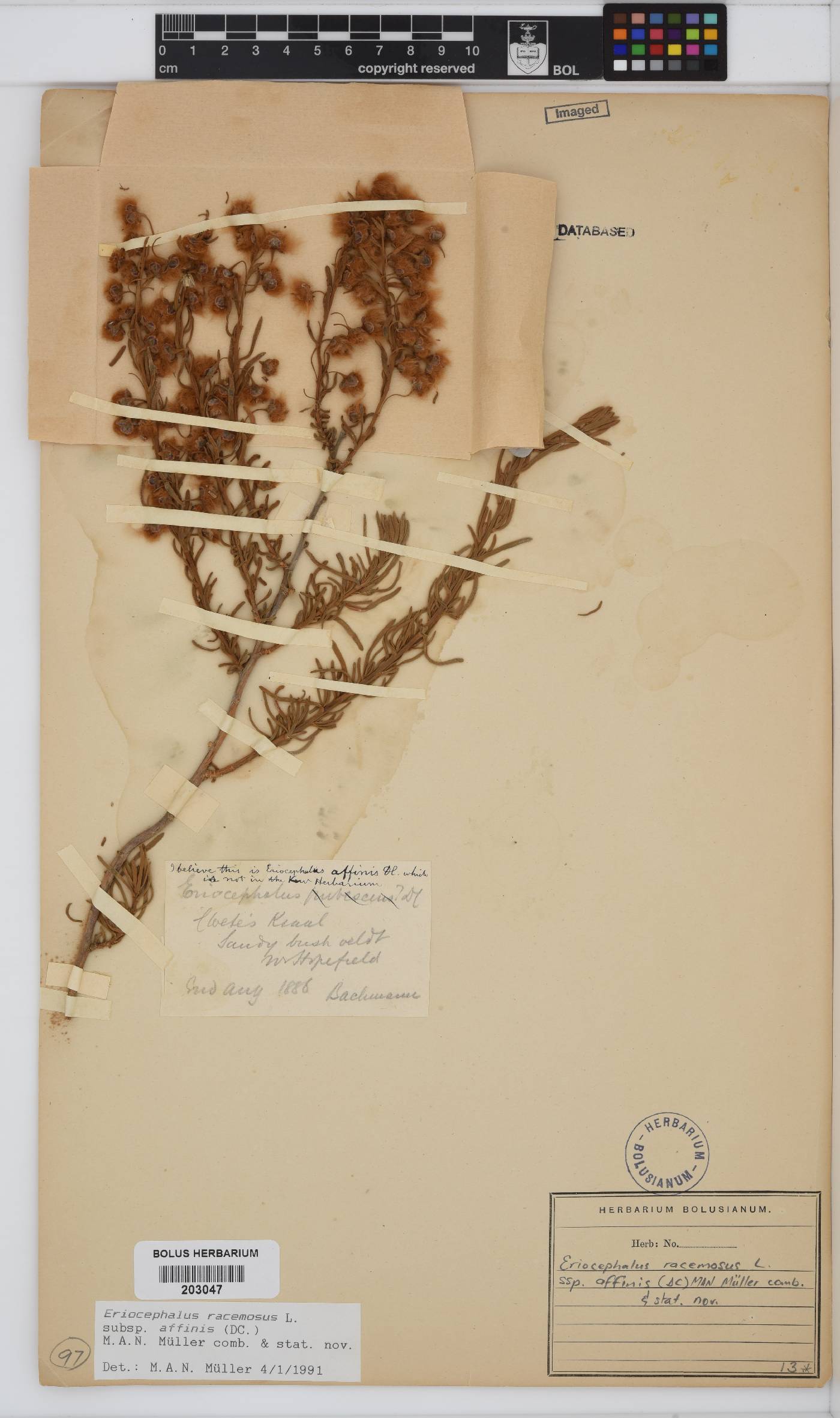 Eriocephalus image