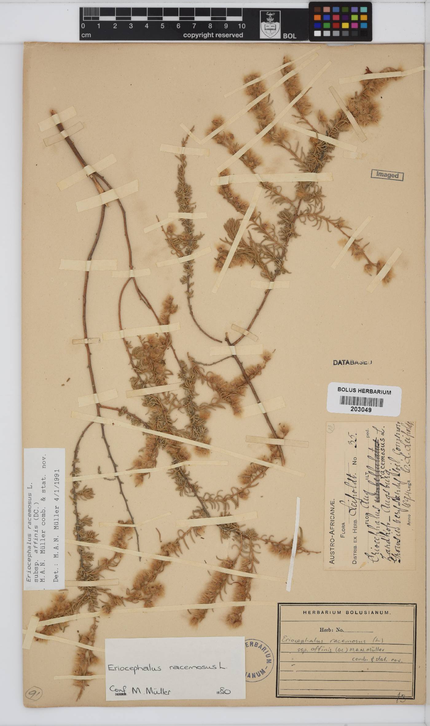 Eriocephalus racemosus var. affinis image