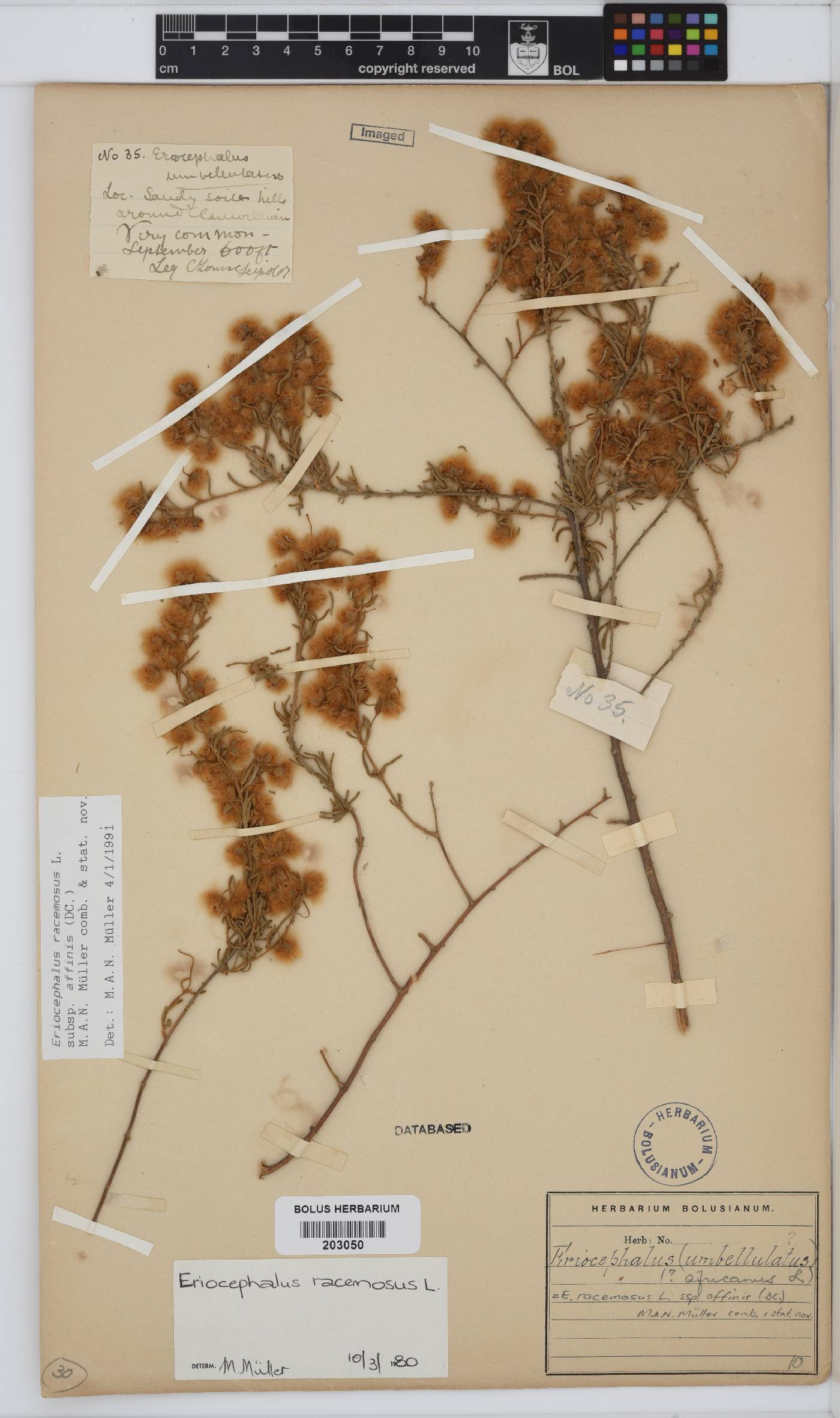 Eriocephalus racemosus var. affinis image