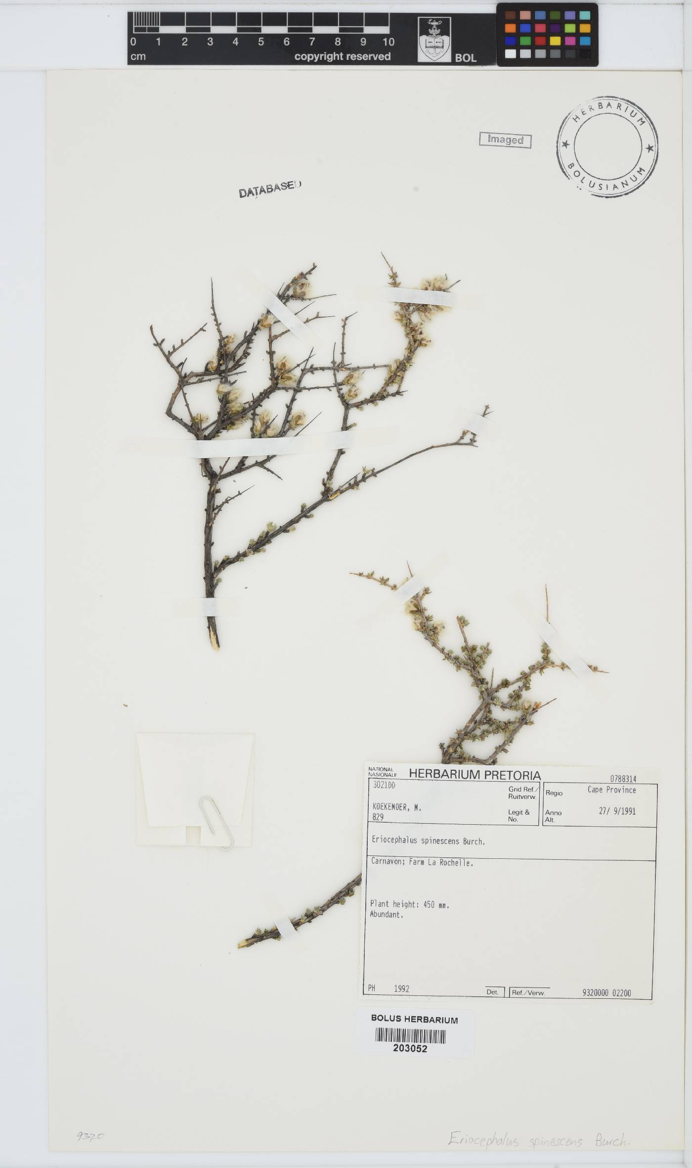 Eriocephalus spinescens image