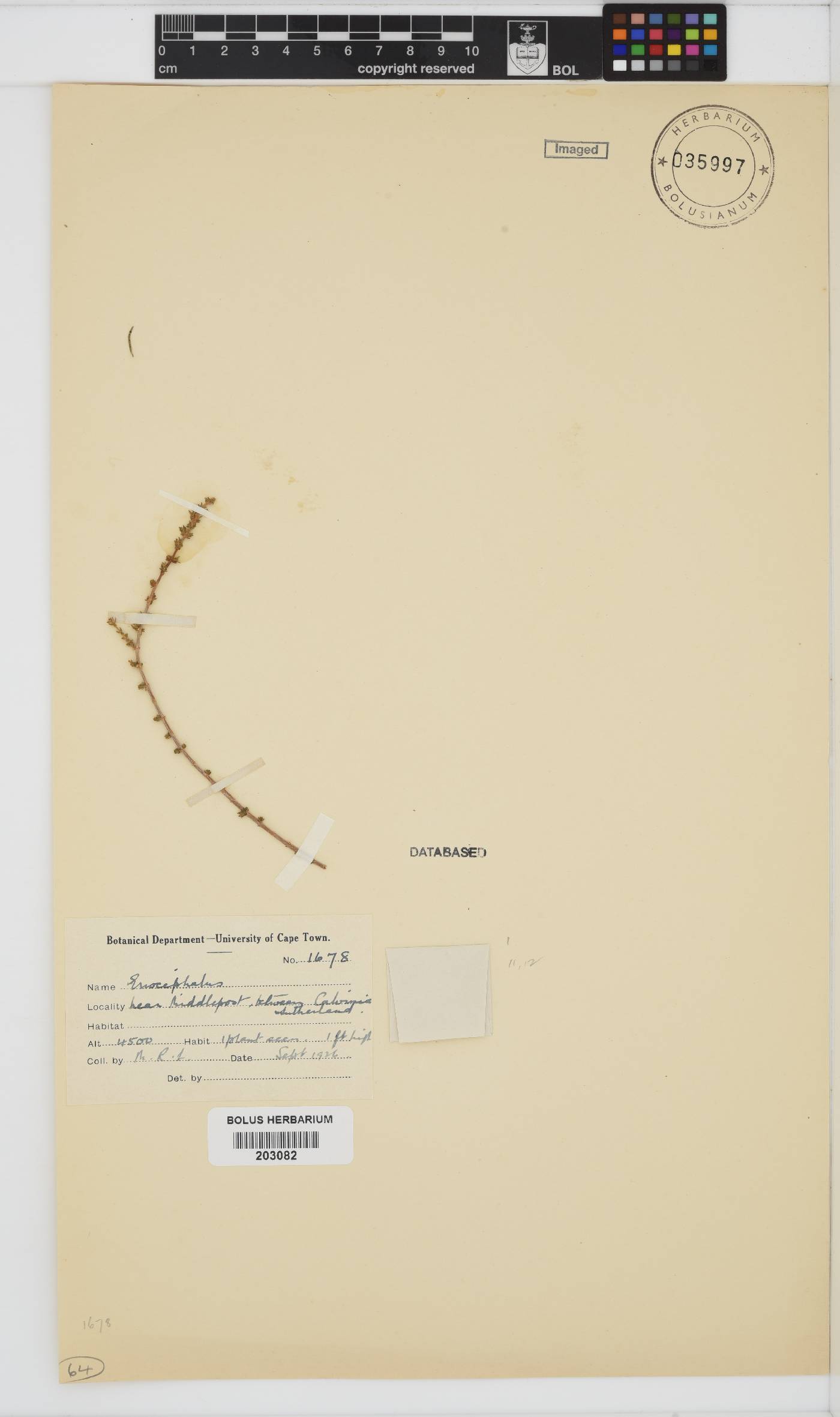 Eriocephalus image