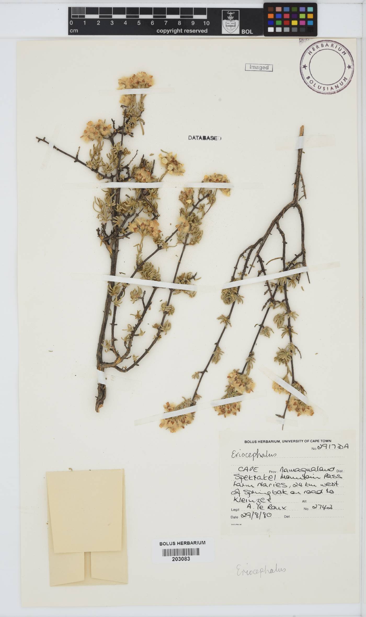 Eriocephalus image