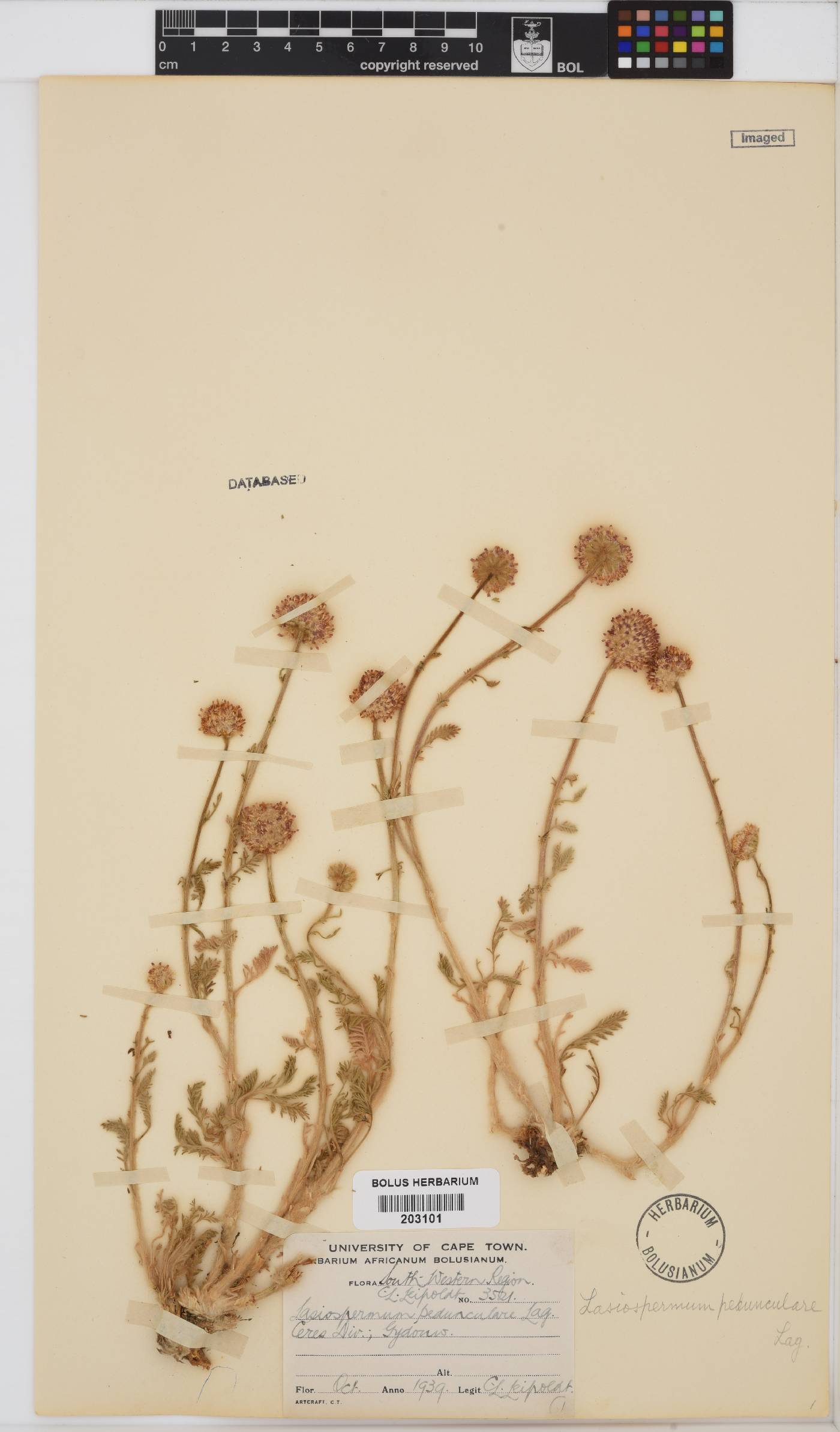 Lasiospermum pedunculare image