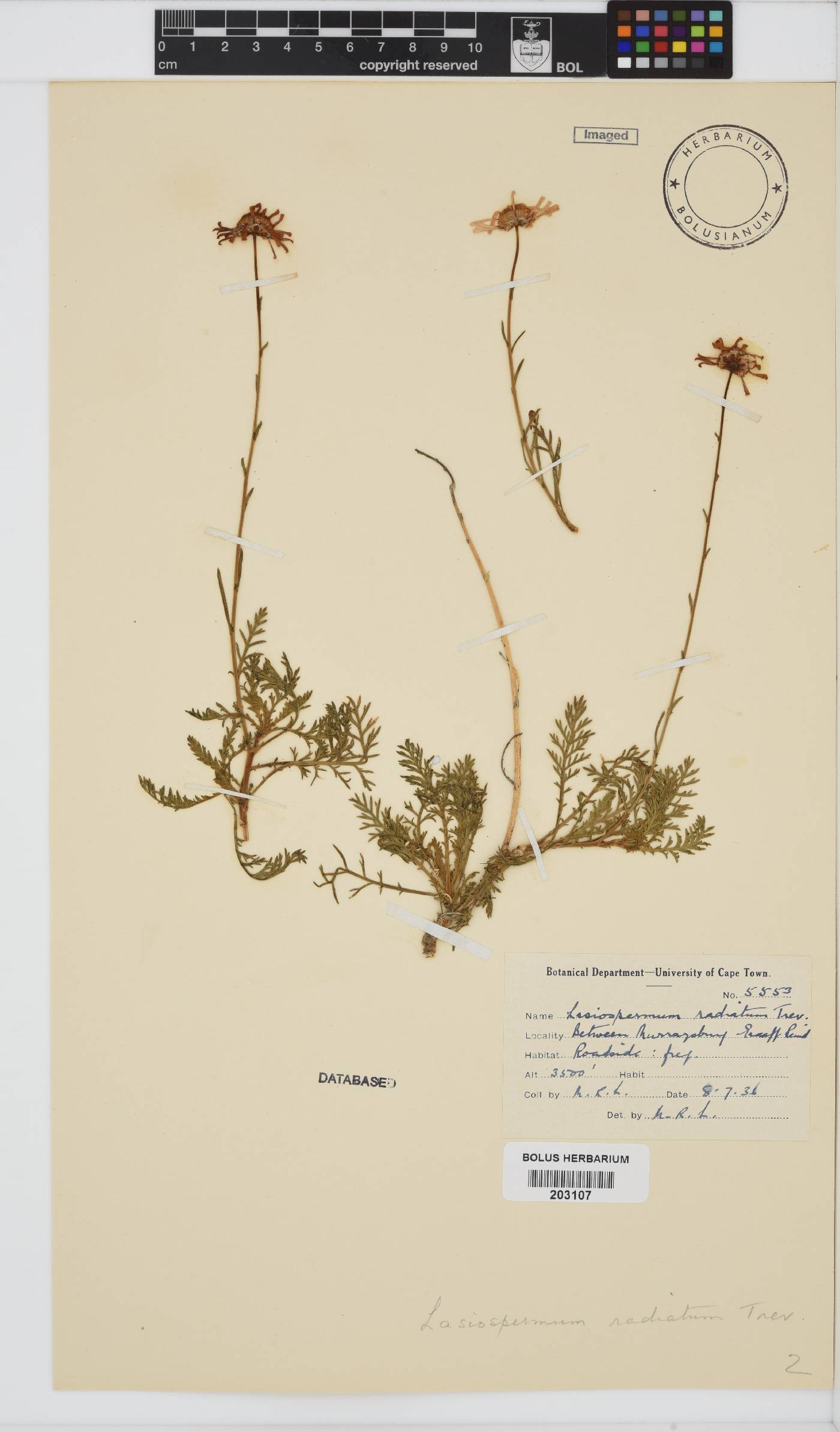 Lasiospermum bipinnatum image