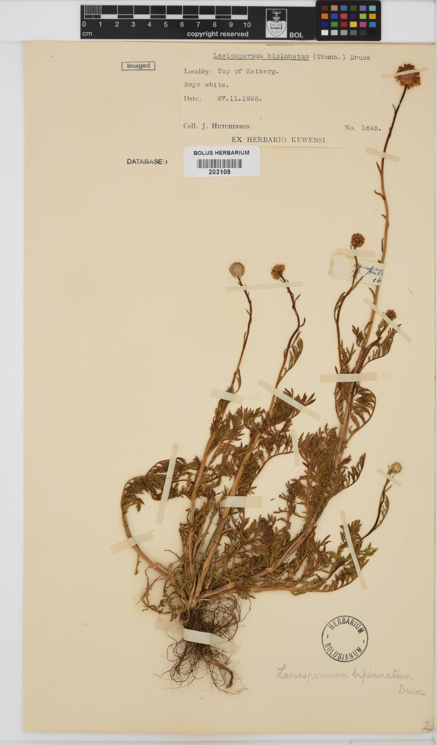 Lasiospermum bipinnatum image