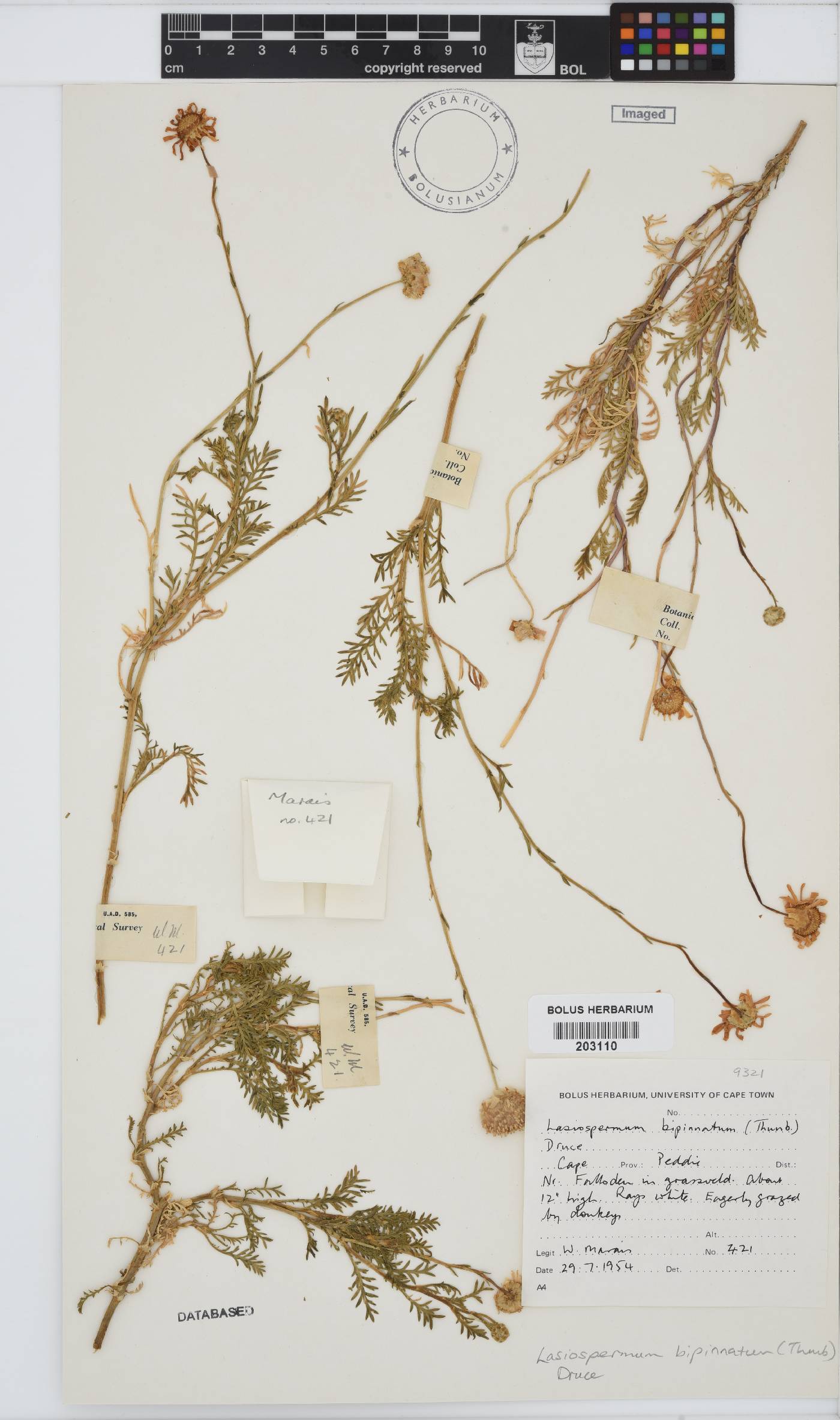 Lasiospermum bipinnatum image