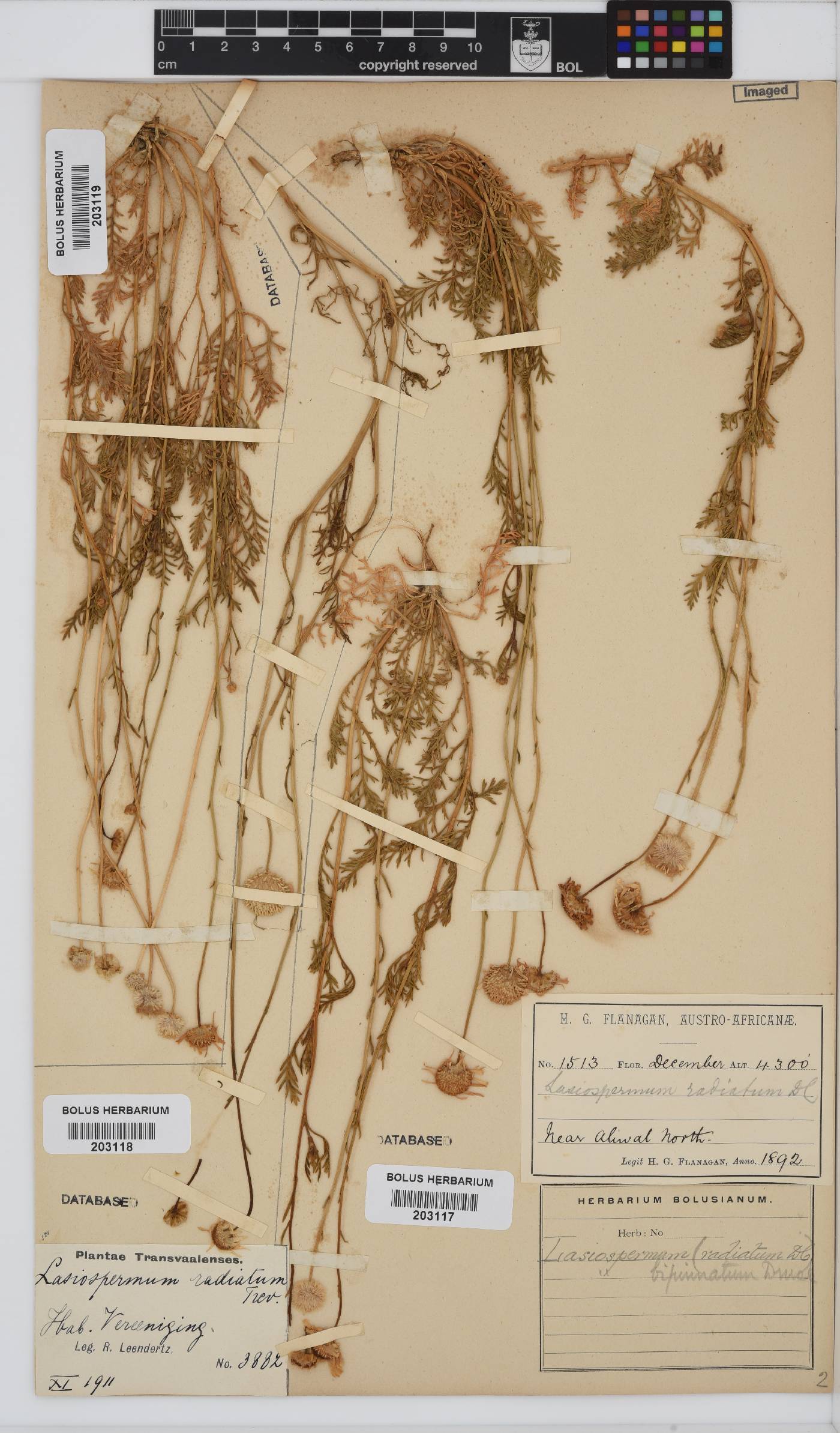Lasiospermum bipinnatum image